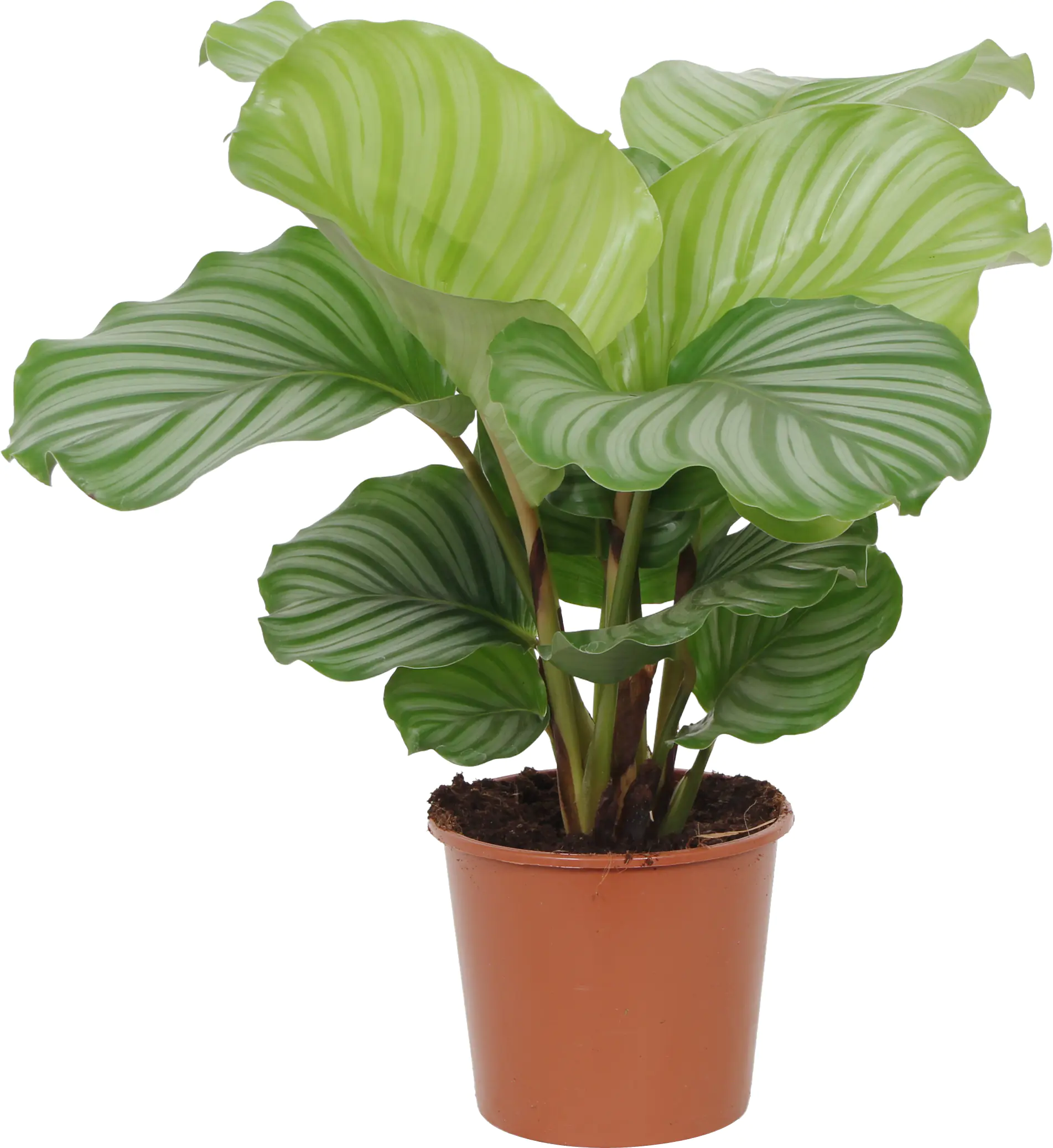 HAMIPLANT Korbmarante Calathea im 17 cm Topf