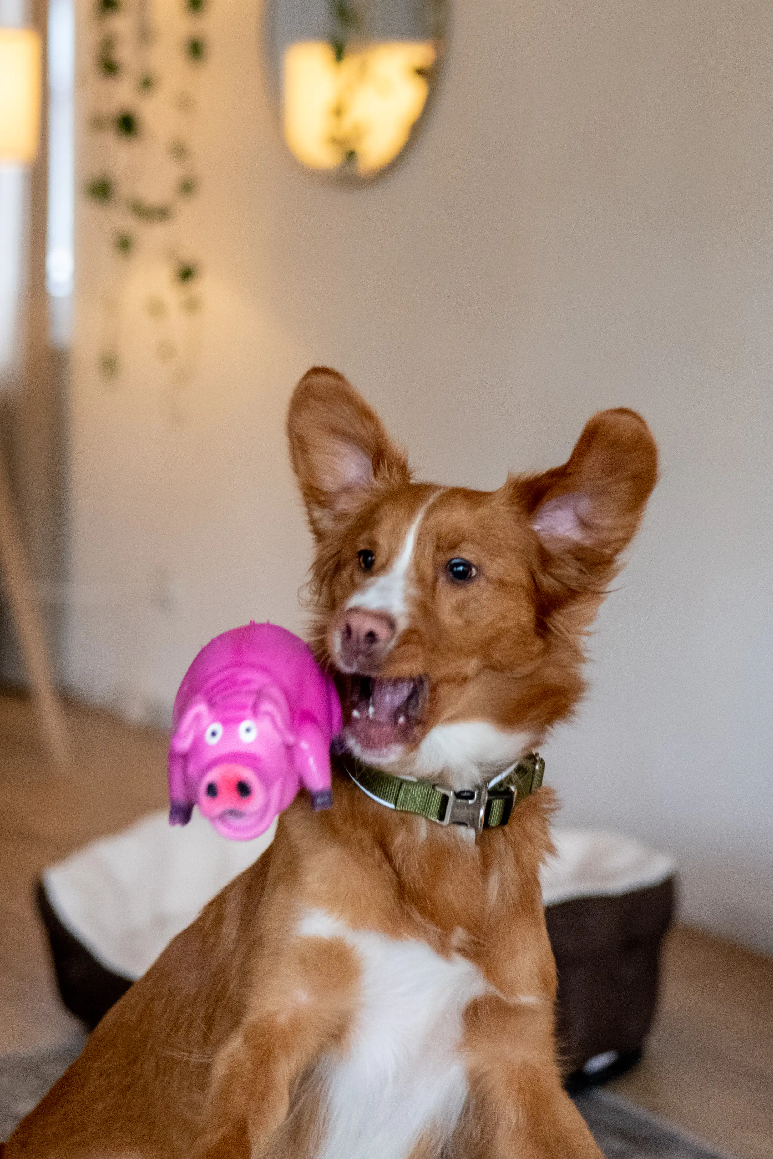 Nobby Hundespielzeug Schwein Latex 20 cm
