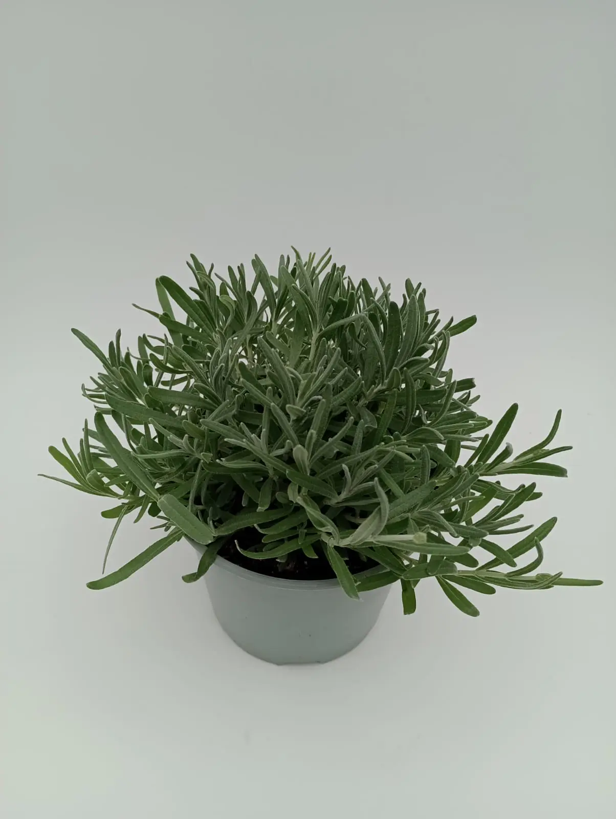 Silberlavendel Lavandula angustifolia 'Silver Anouk' 14 cm Topf