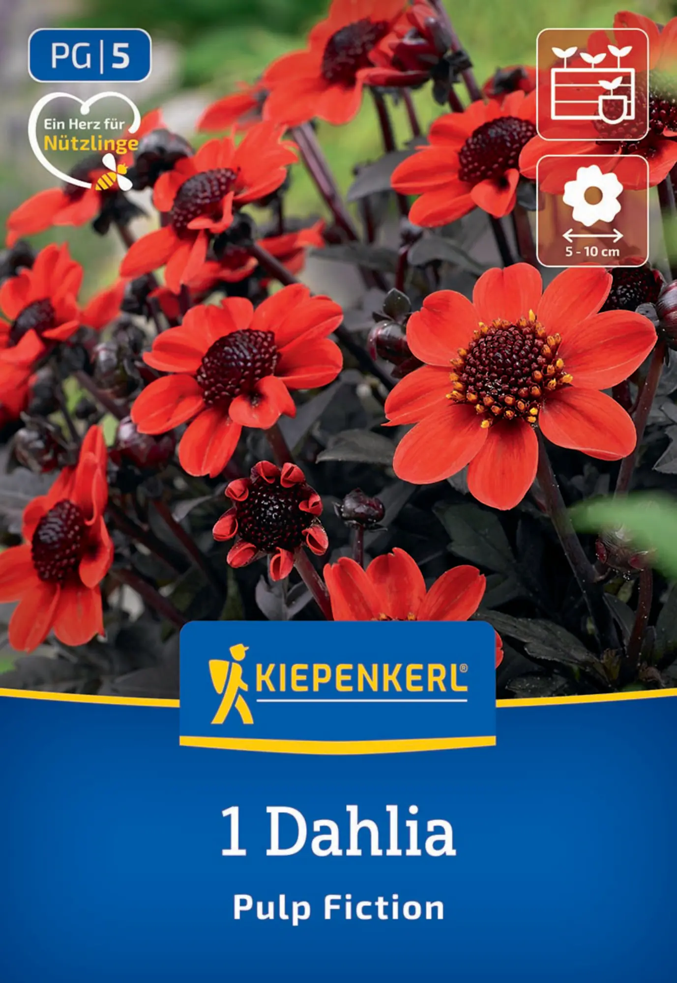 Kiepenkerl Frühjahrsblumenzwiebel Dunkellaubige Beet- & Kübel-Dahlie Pulp Fiction 1 Stück