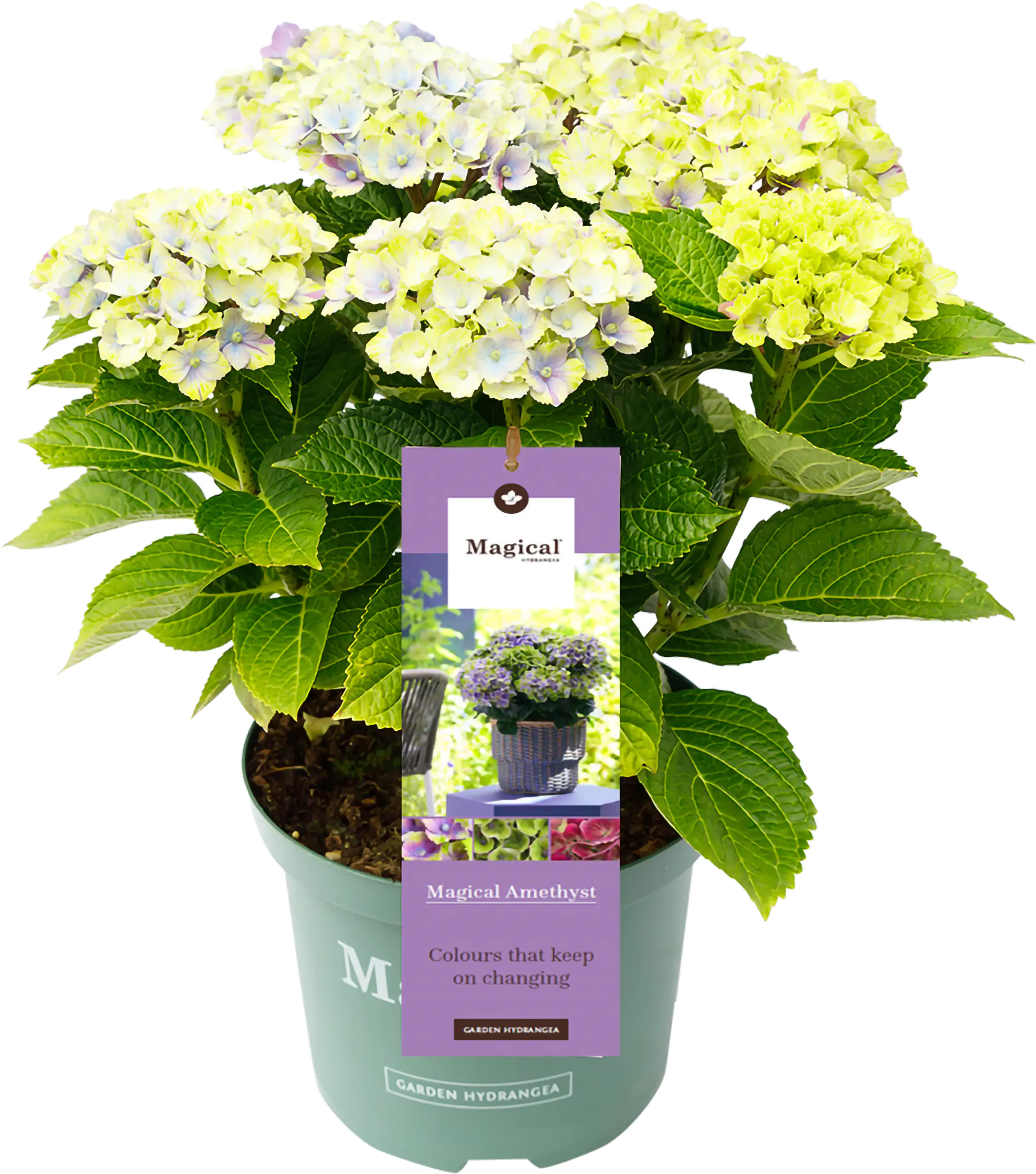 Gartenhortensie Hydrangea mac. Magical Ha ca. 30 cm 23 cm Topf