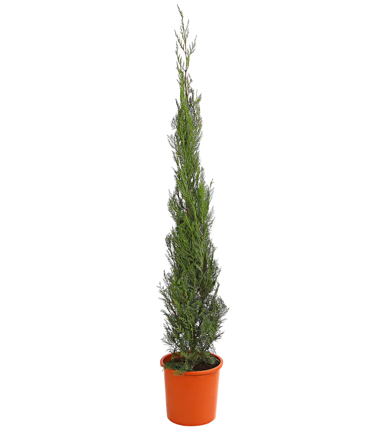 Mittelmeerzypresse Pyramide Cupressus Sempervirens H ca. 160 cm 20 cm Topf