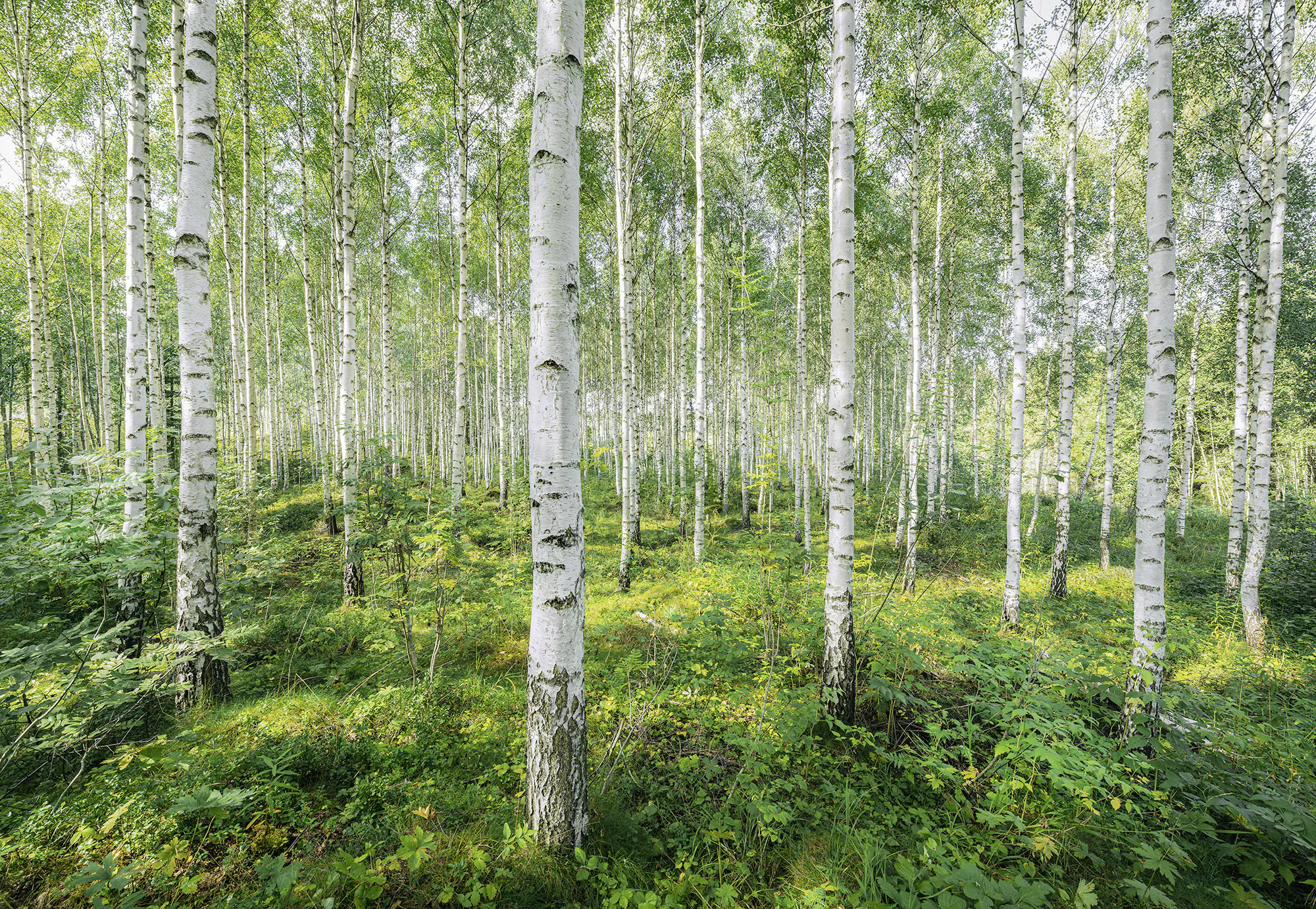 Komar Fototapete Sunny Day 368 x 254 cm 