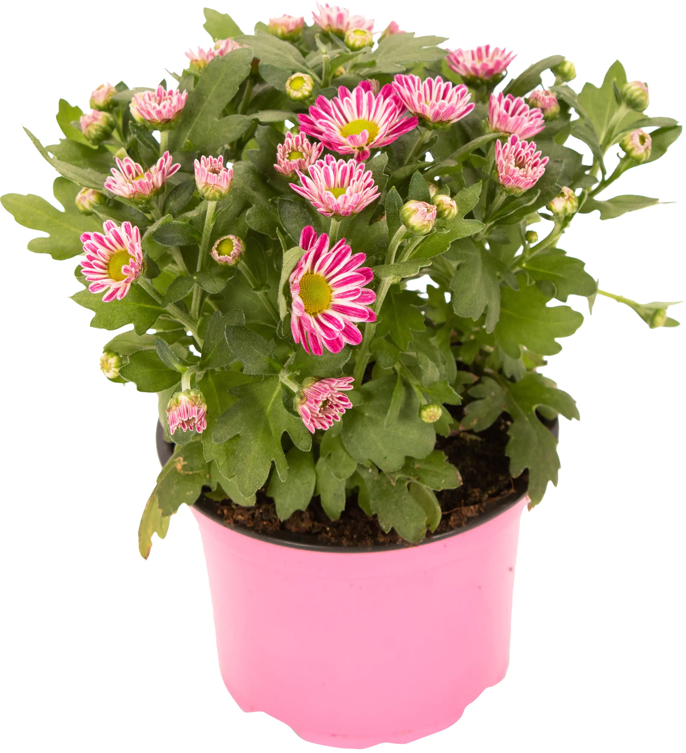 Chrysantheme Swifty H ca 20 cm 10,5 cm Topf