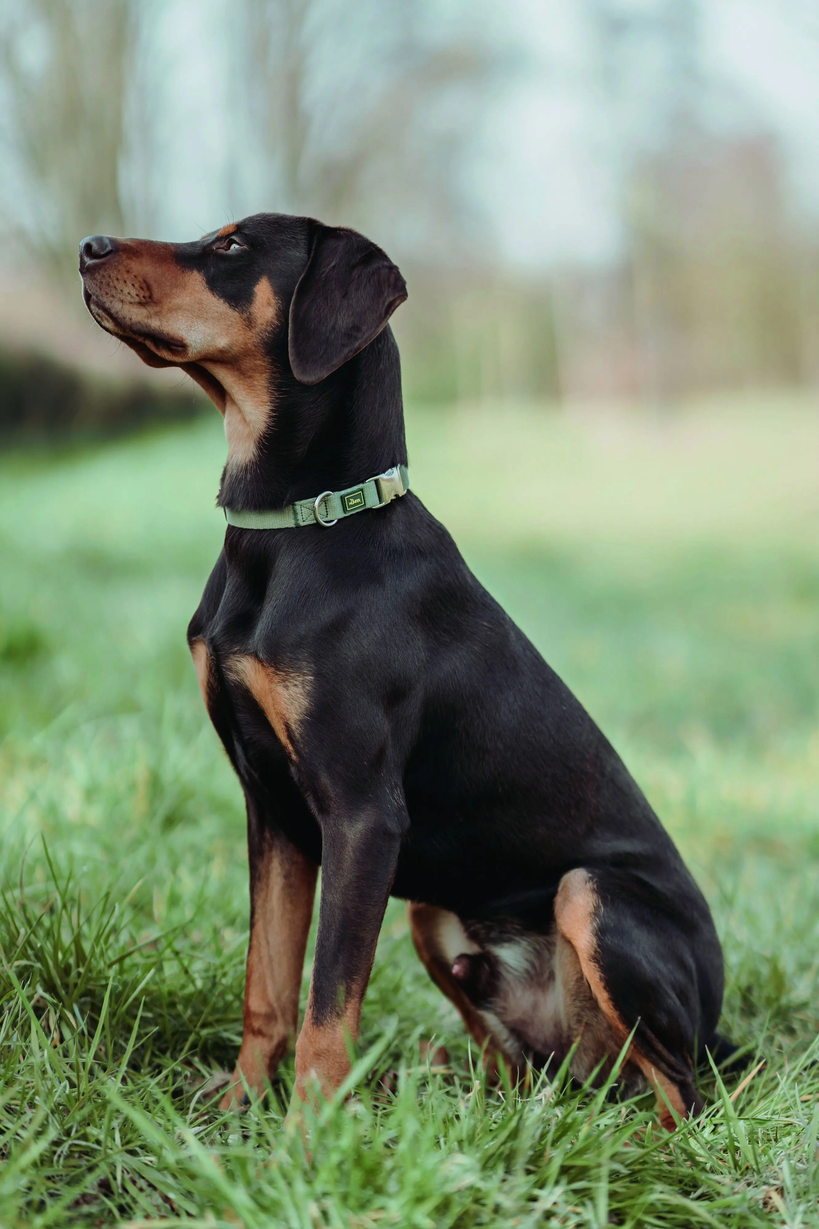 Hunter Hundehalsband Inari Alu-Strong M lindgrün