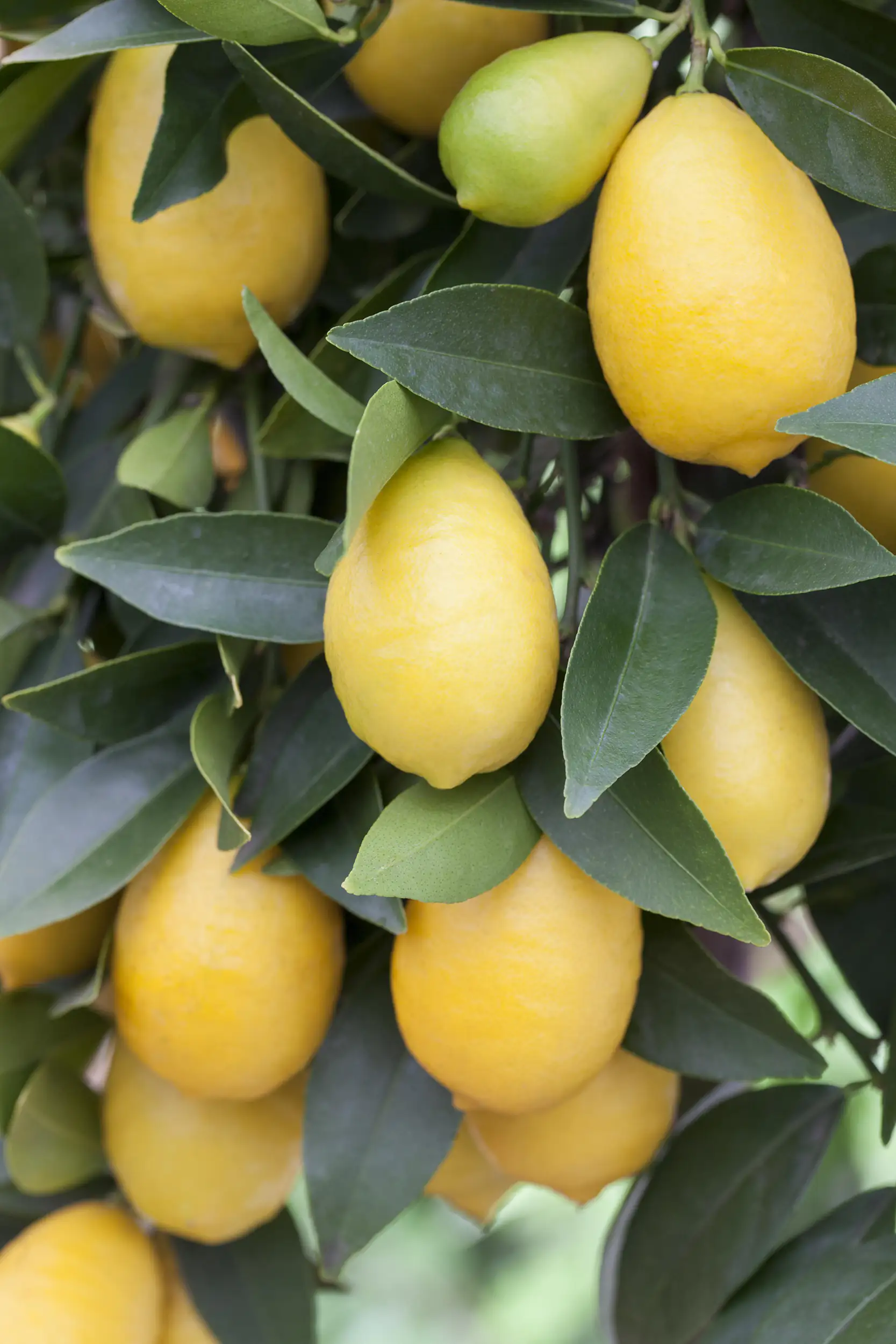 Zitronenbaum Citrus Limon H ca 80 cm 23 cm Topf