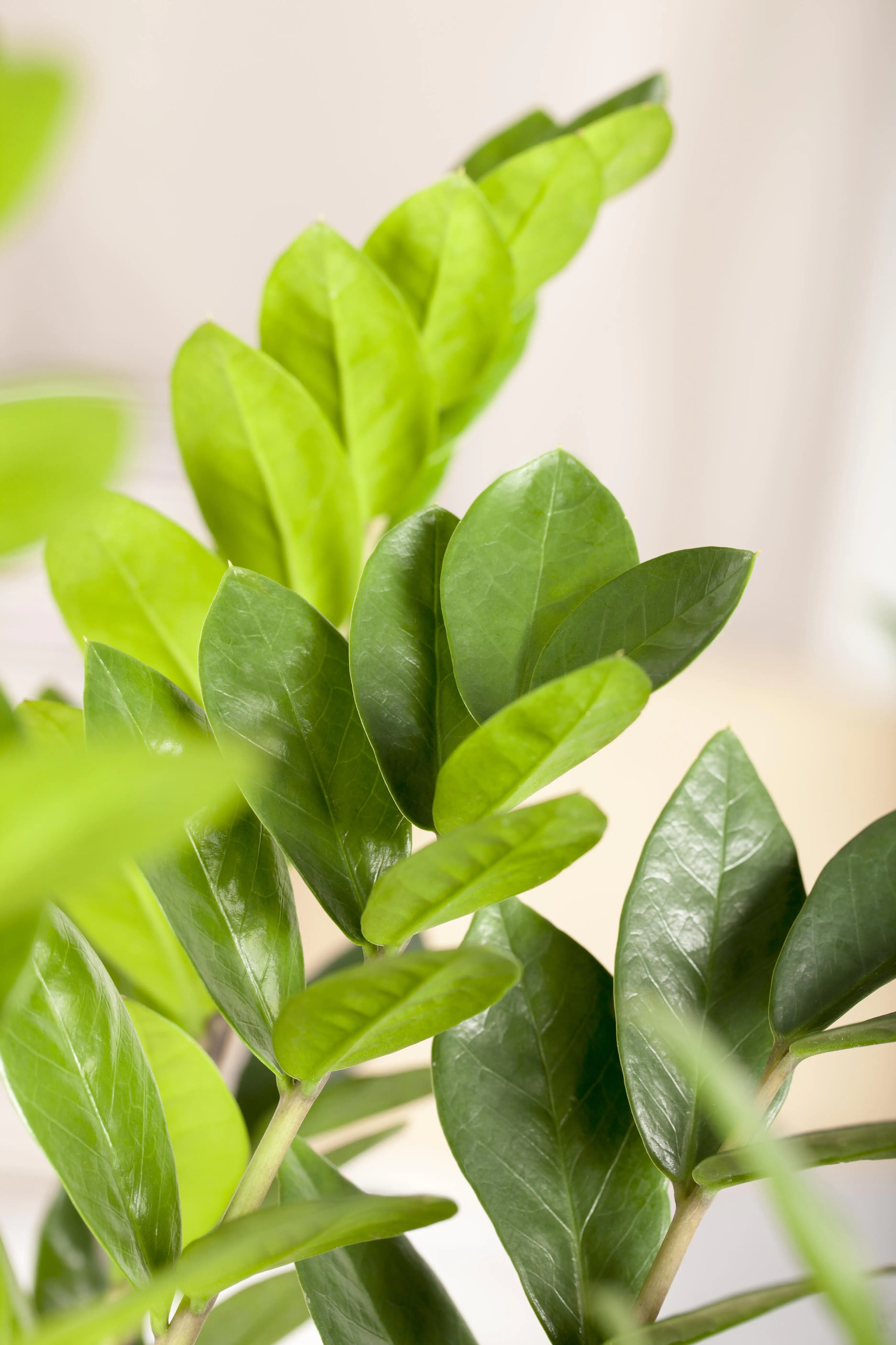 Zamioculcas Zamifolia Glücksfeder 80 cm 21 cm Topf