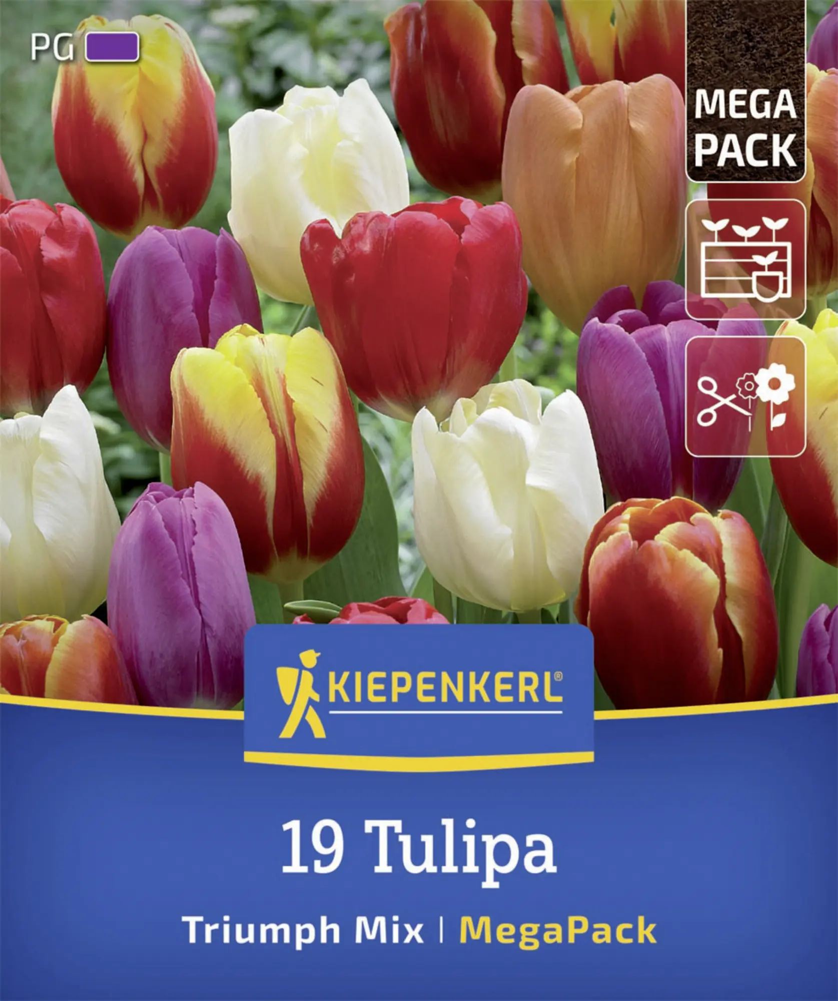 Kiepenkerl Herbstblumenzwiebelmischung Mega-Pack Triumph-Tulpen 19 Stück