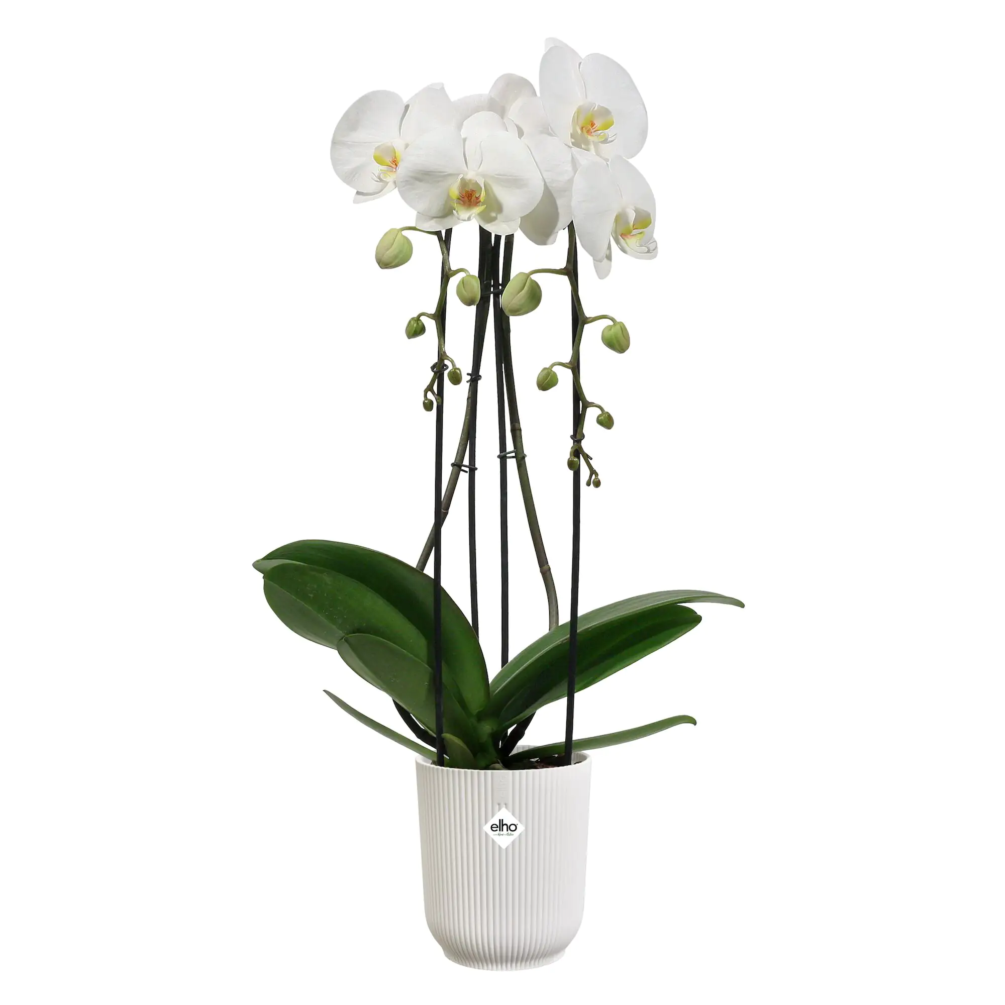 Elho Blumentopf Vibes Fold Orchidee Ø 13 x 15 cm seidenweiß