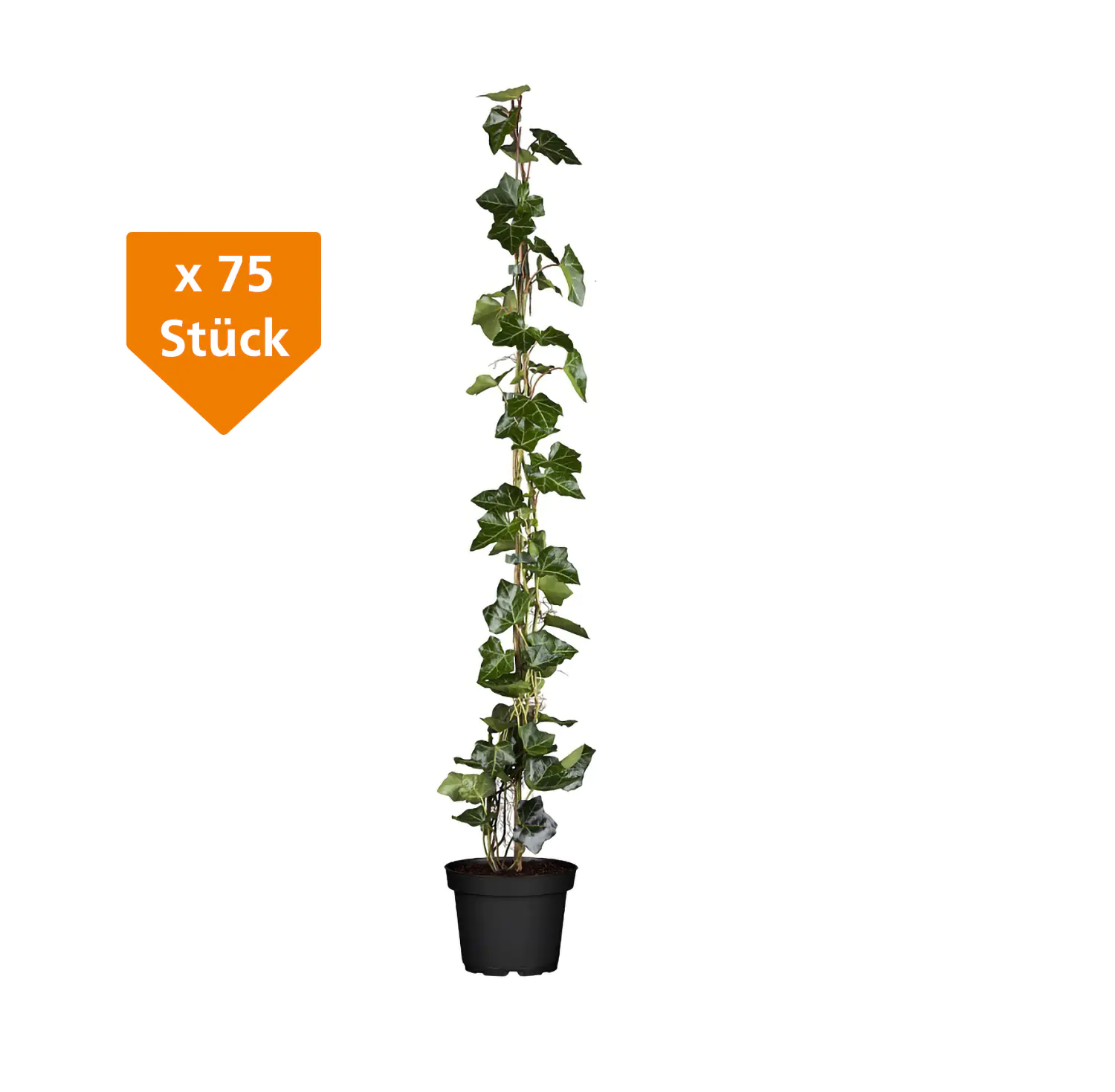 Großblättriger Efeu Hedera helix hibernica H 140 - 160 cm, 75 Stück