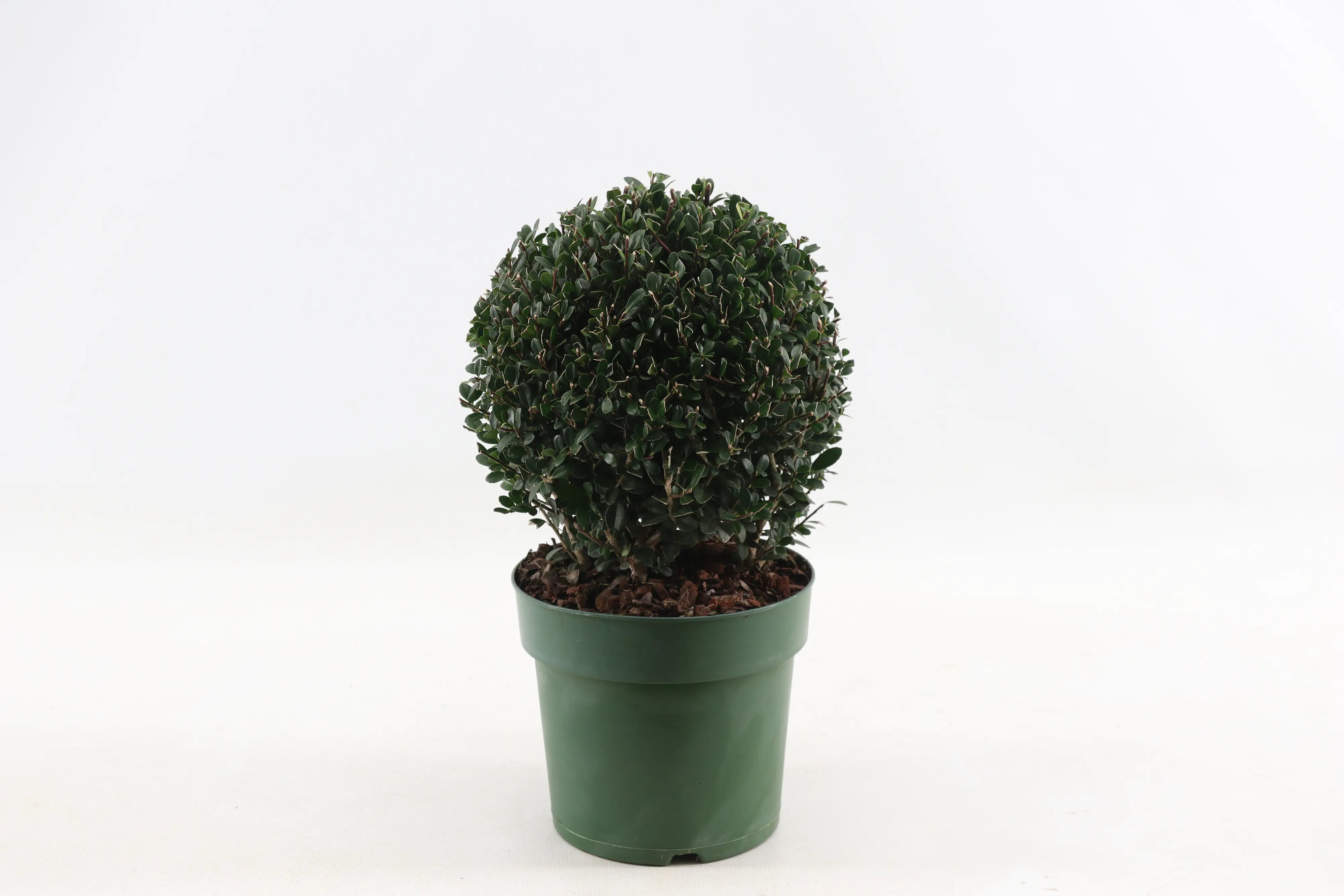 Japanische Stechpalme Kugel, Bergilex Ilex crenata Jenny 17 cm Topf