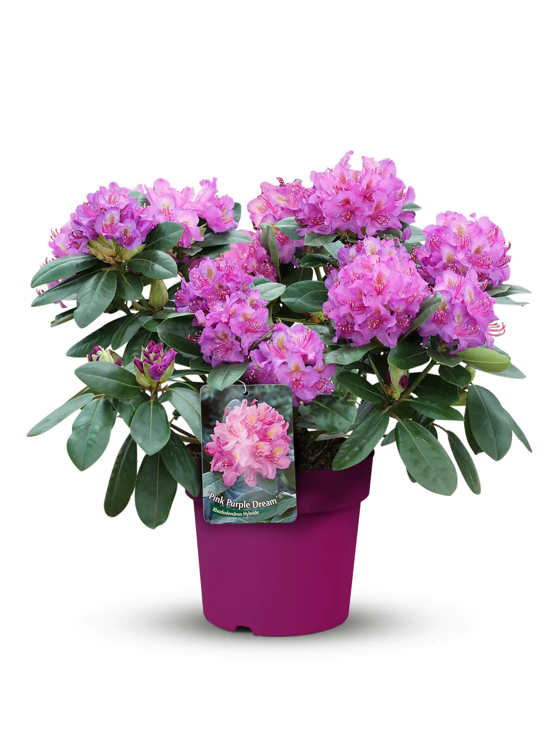 Alpenrose Rhododendron 21 cm Topf, 30-40 cm hoch
