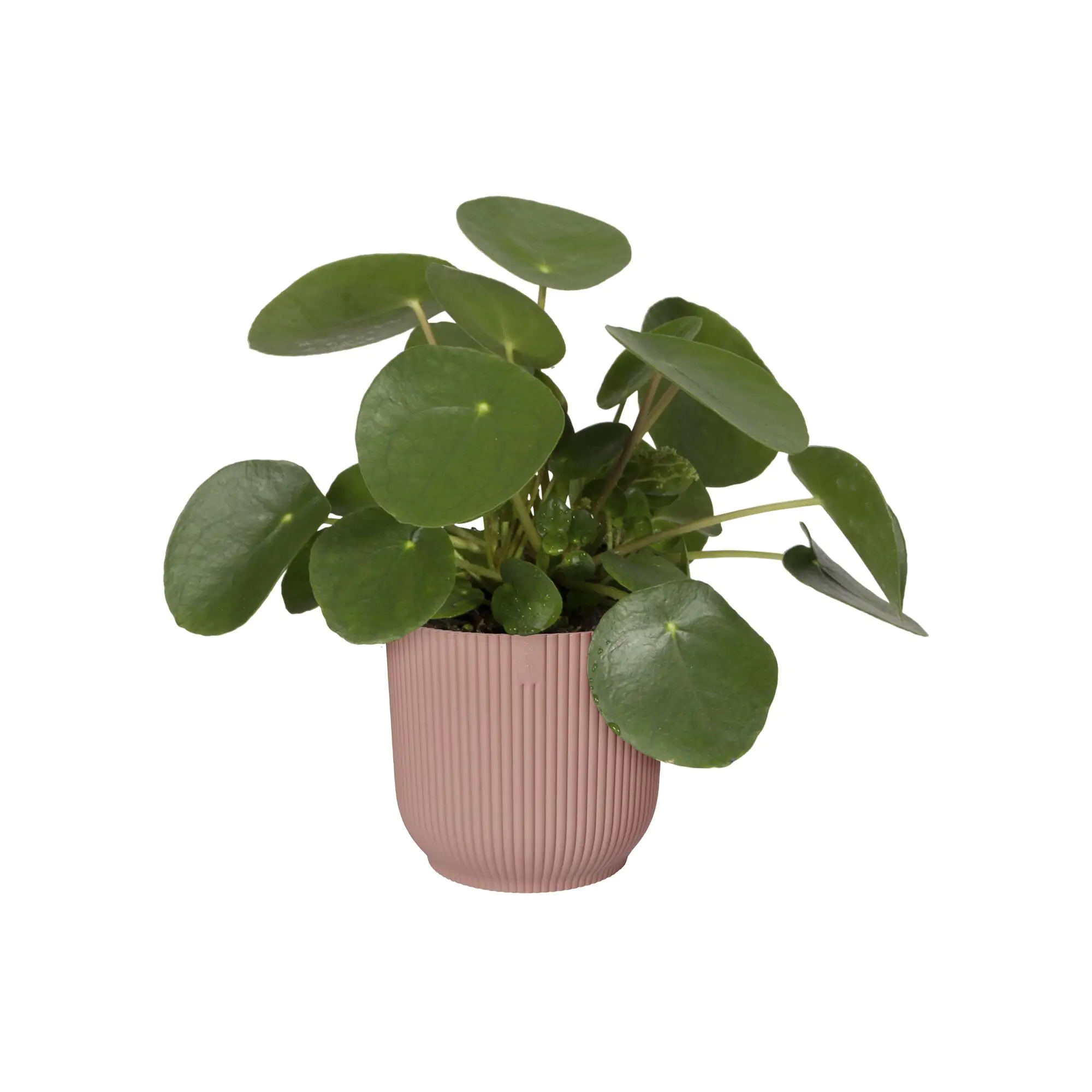 Elho Blumentopf Vibes Fold Ø 14 x 13 cm zartrosa