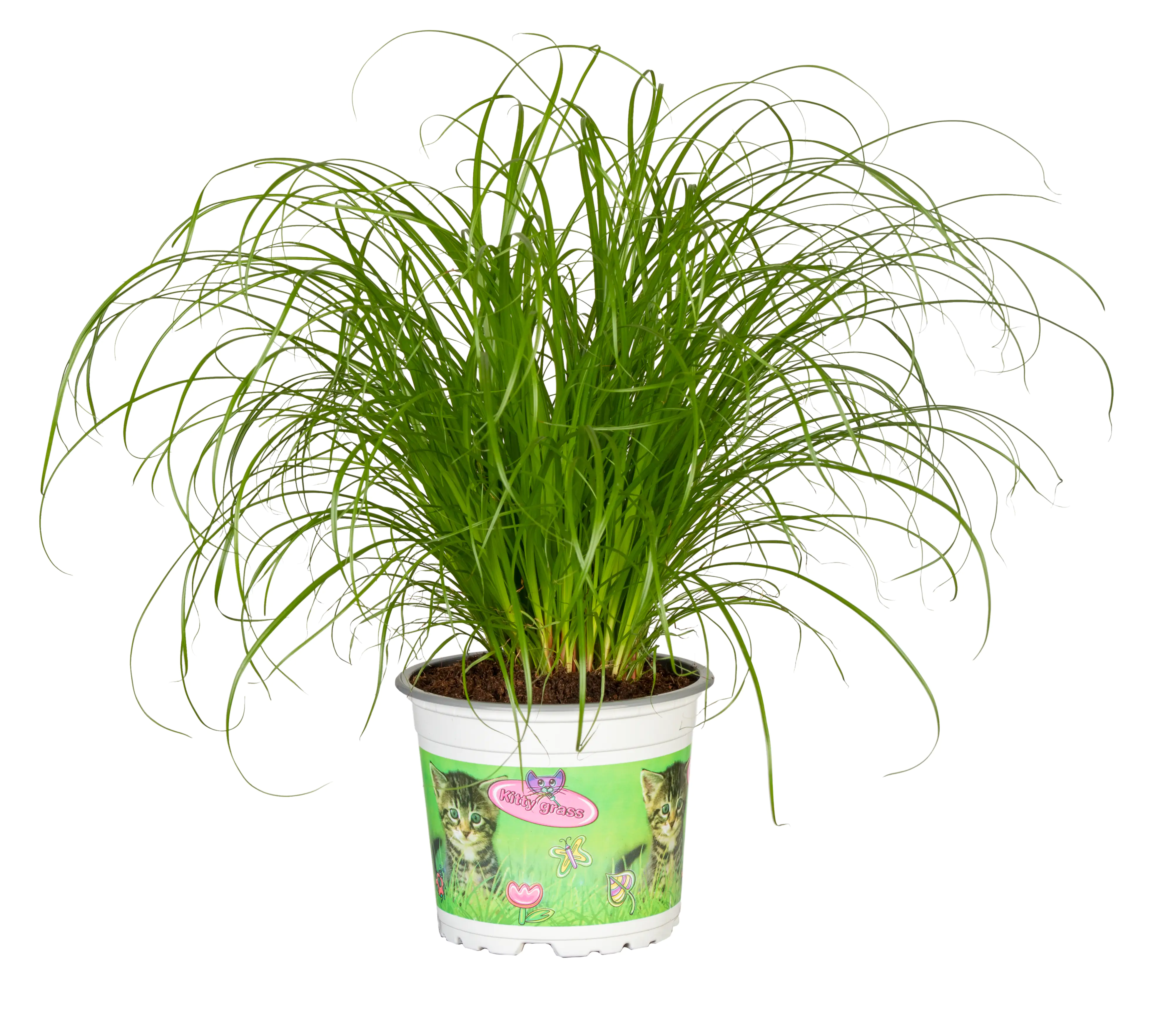 Katzengras Cyperus zumula H ca. 30 cm 12 cm Topf