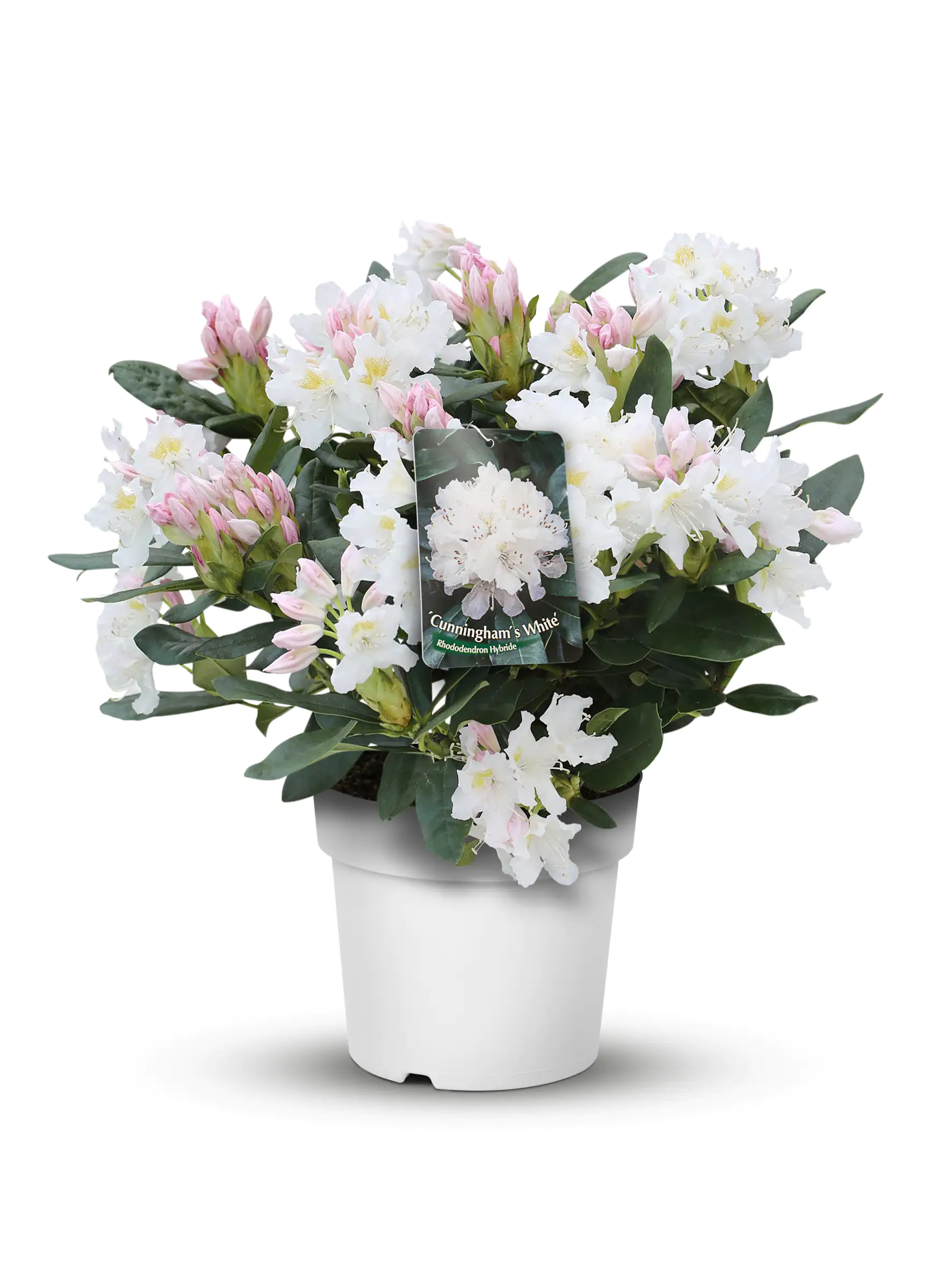 Alpenrose Rhododendron 21 cm Topf, 30-40 cm hoch