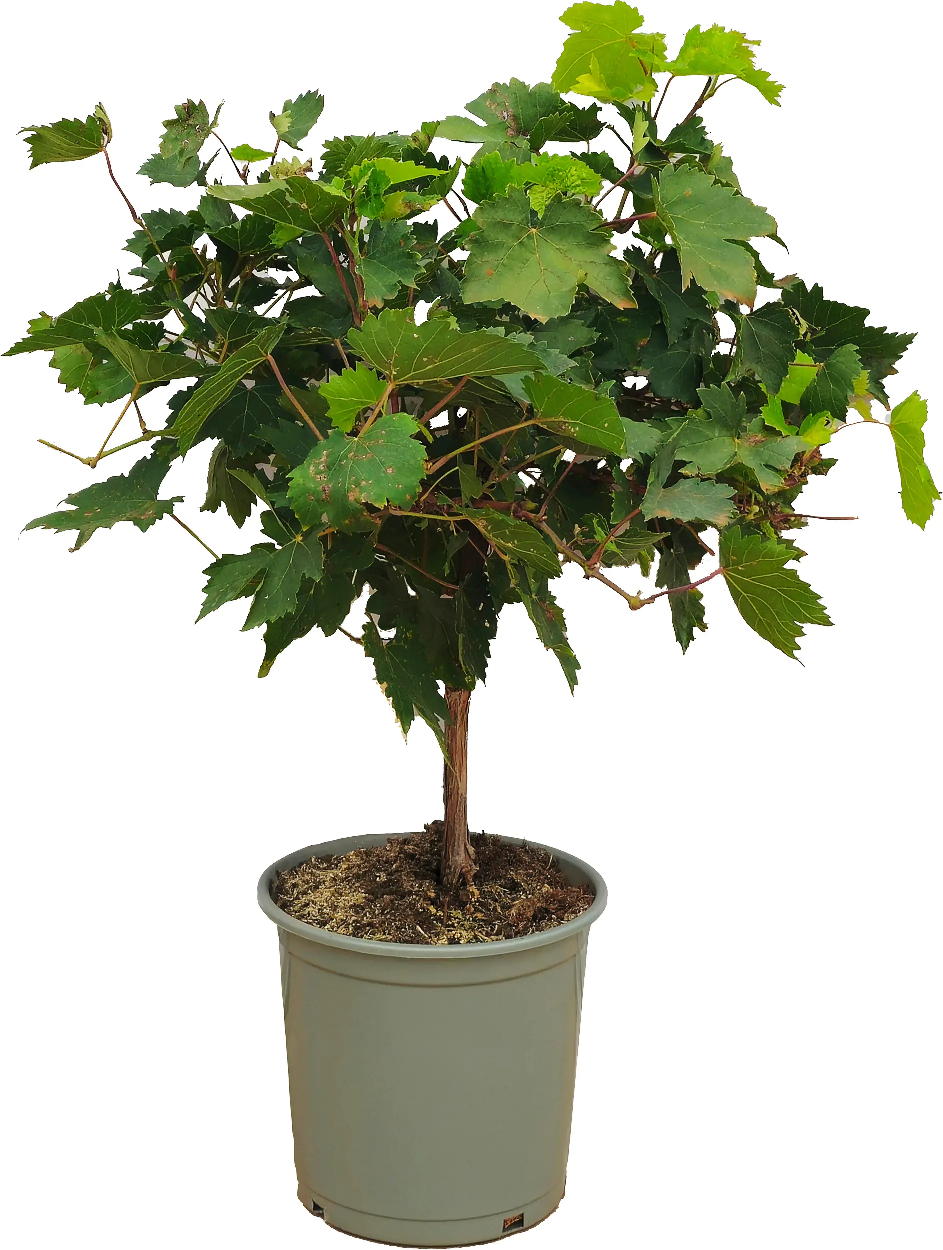 Vitis Vinifera Weinrebe 20 cm Topf 