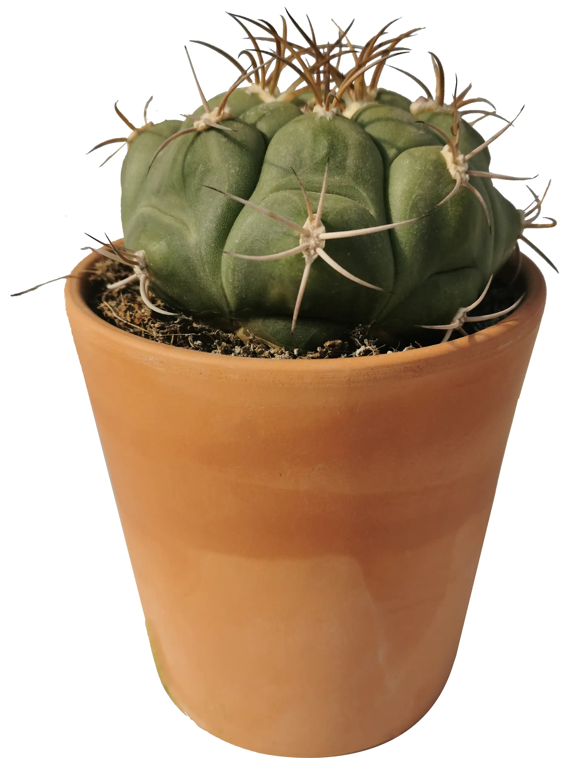 Kakteen Cactus in terracotta 11 cm Topf