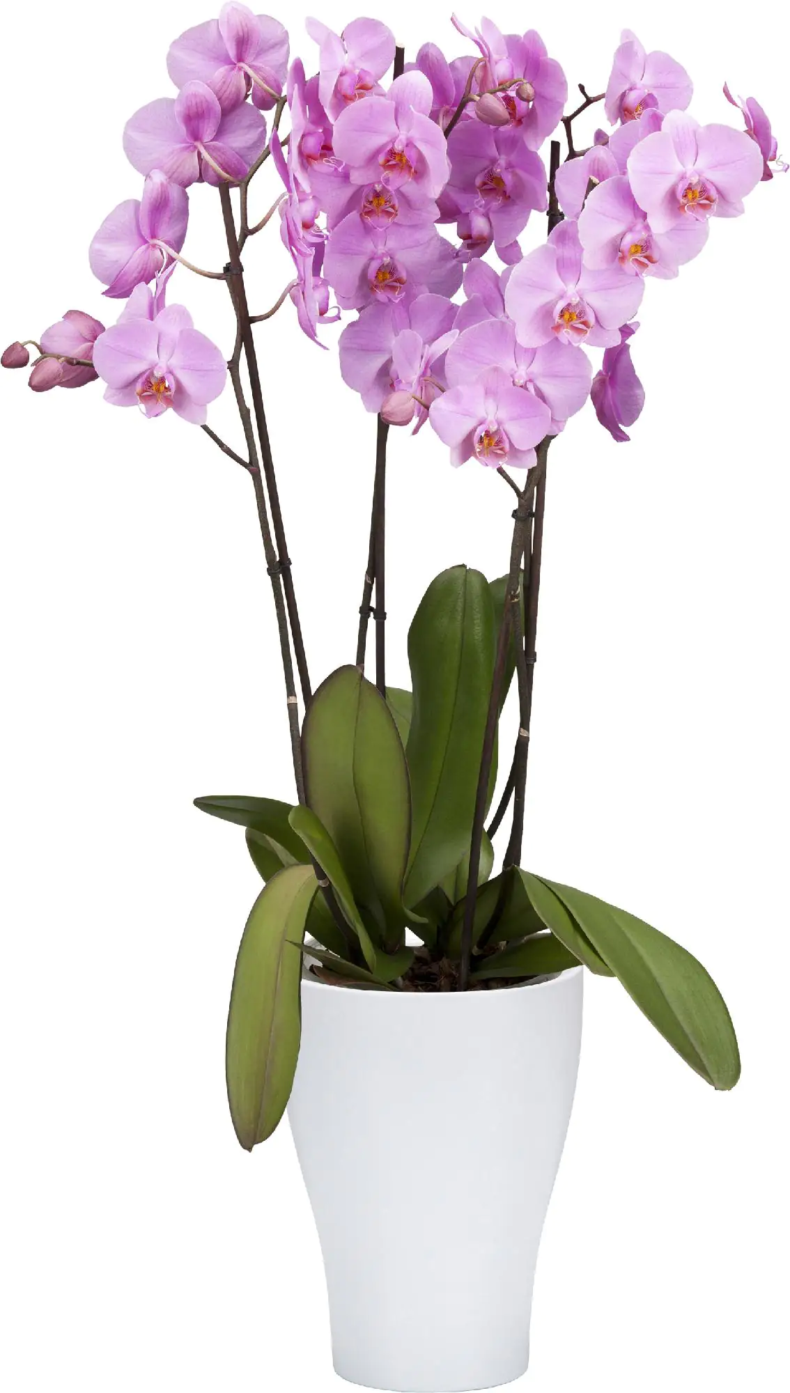 Scheurich Orchideengefäß Serie 608 Ø 12 x 17 cm weiß