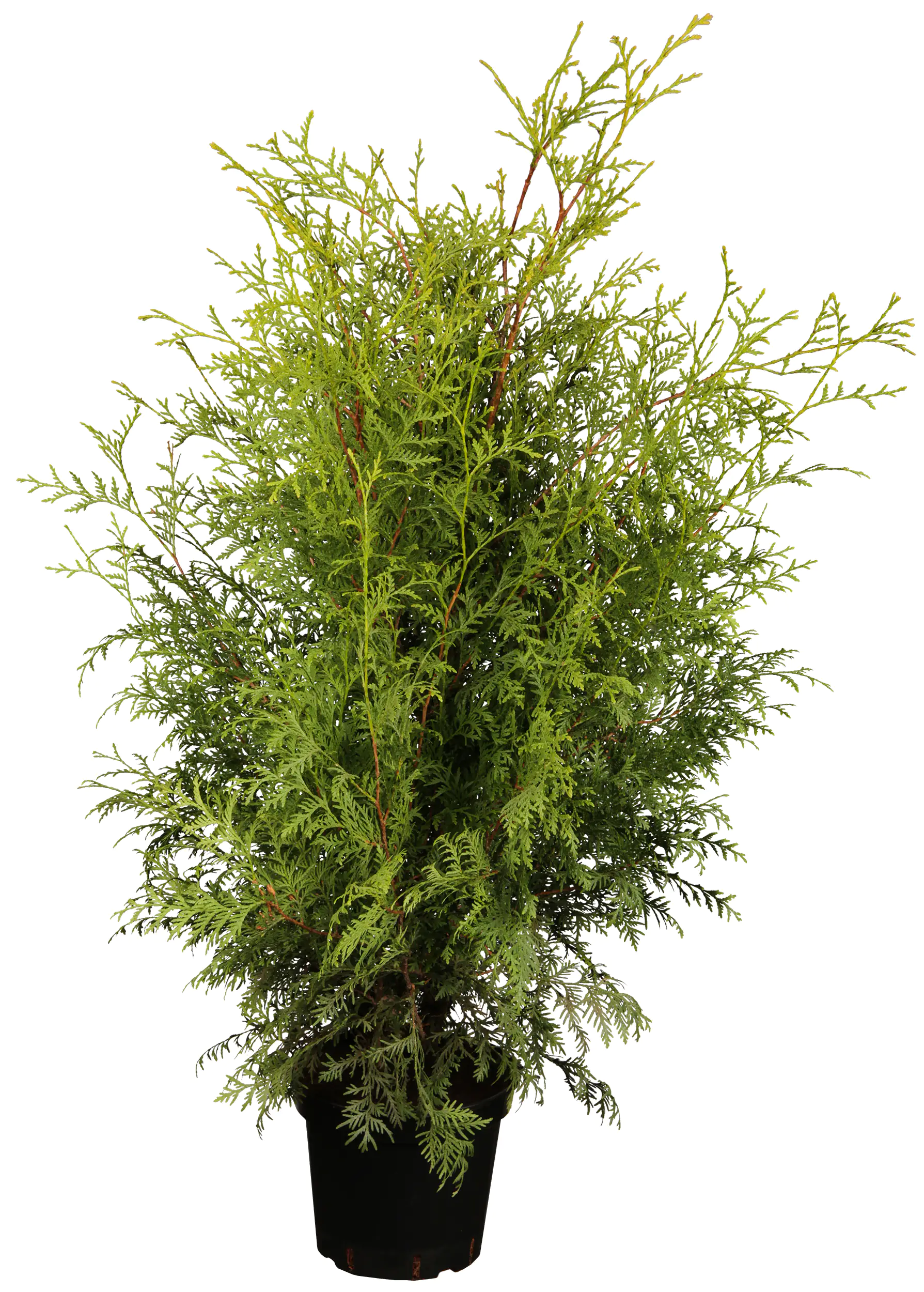 Topfgewachsene Heckenkoniferen Lebensbaum Brabant Thuja occidentalis H 40 - 60 cm 2 L Container