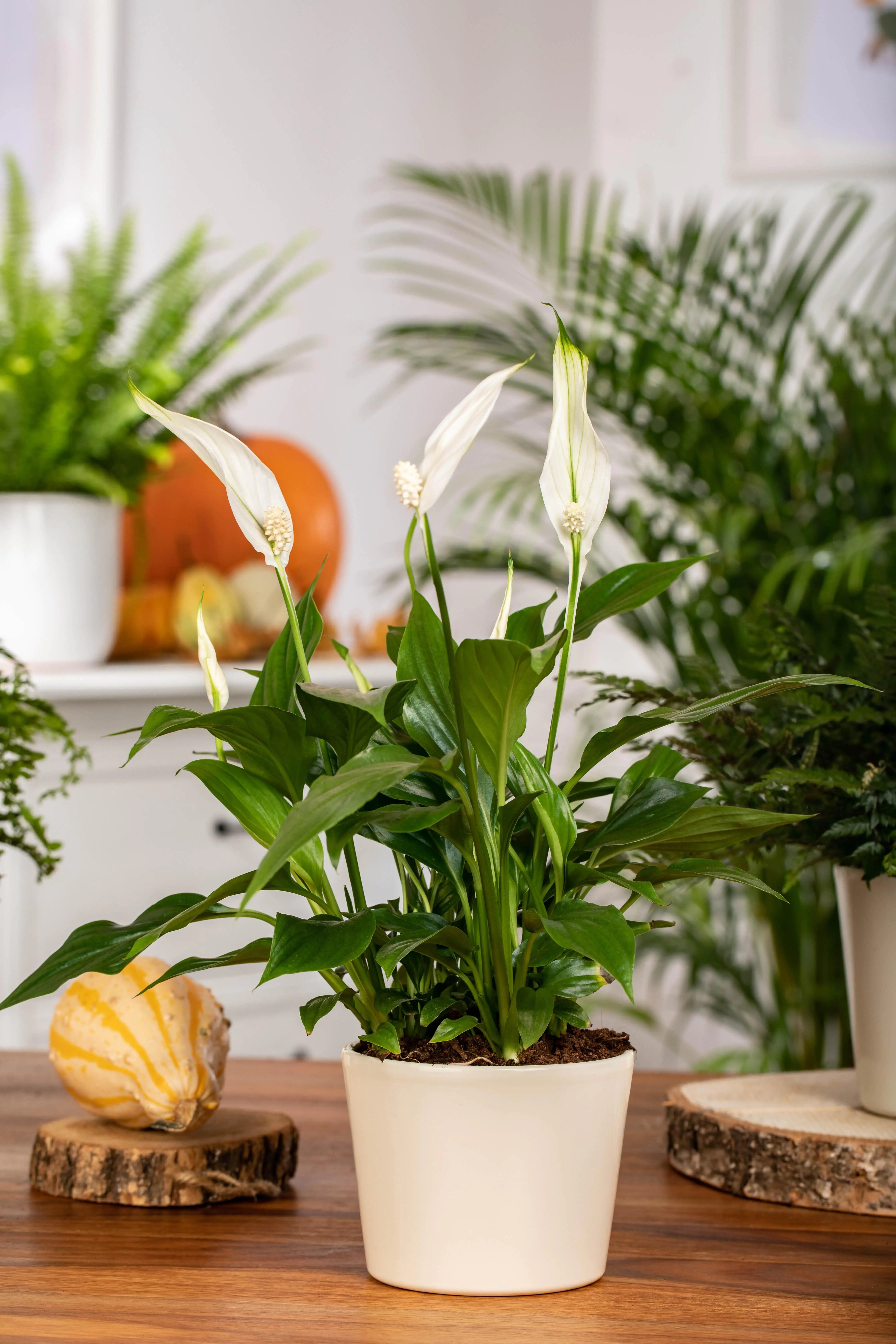 Spathiphyllum Vivaldi Friedenslilie 70 cm 17 cm Topf 