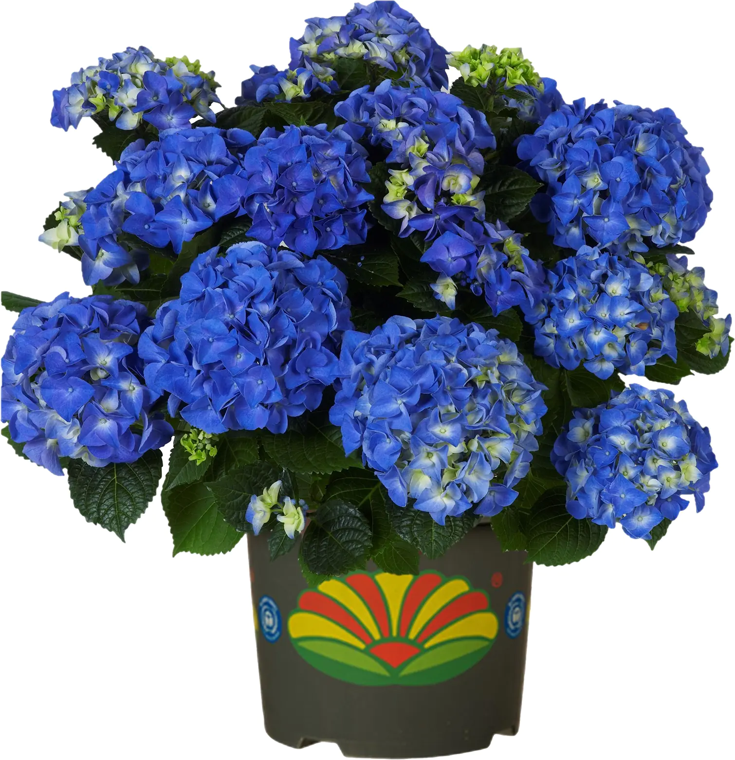 Freiland-Hortensie Hydrangea macrophylla 23 cm Topf
