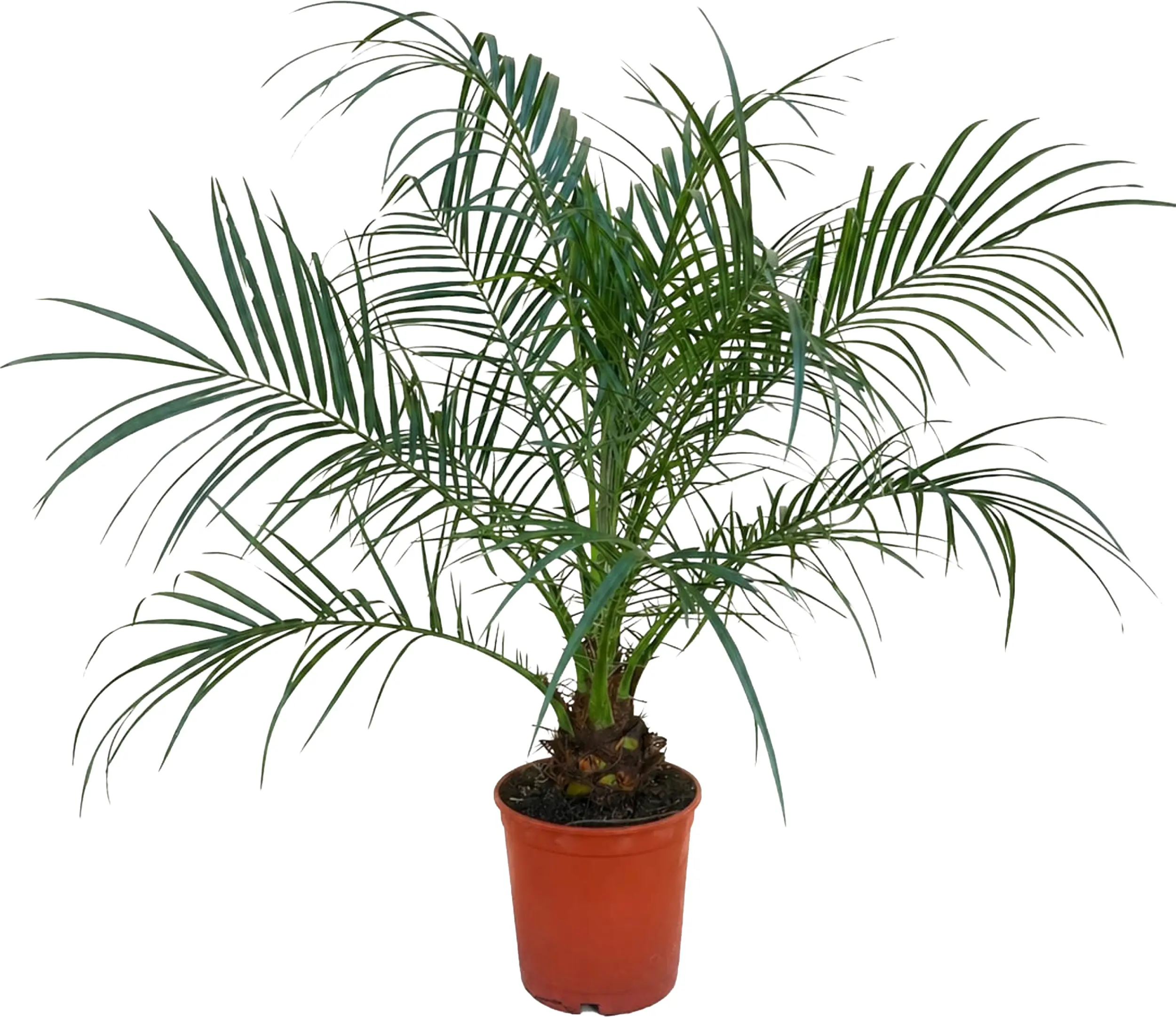 Zwerg-Dattelpalme Phoenix roebelenii H 70-80 cm, 17 cm Topf