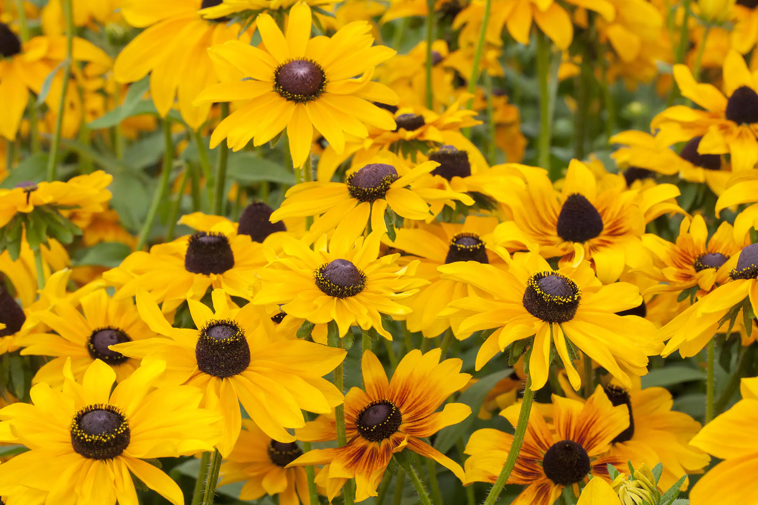 Sonnenhut Rudbeckia 23 cm Topf