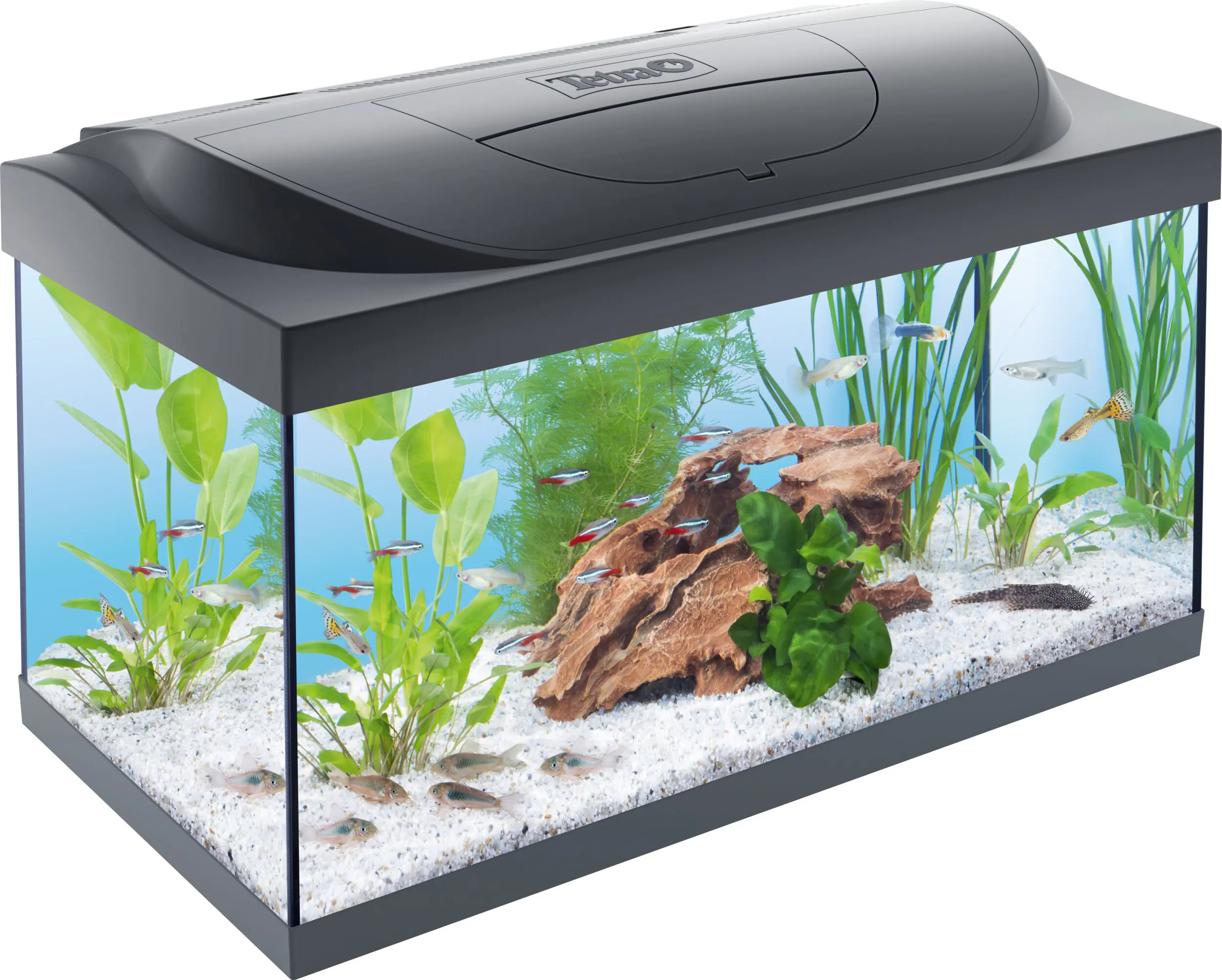 Tetra Aquarium-Komplettset LED Kleine Forscher 54 L schwarz