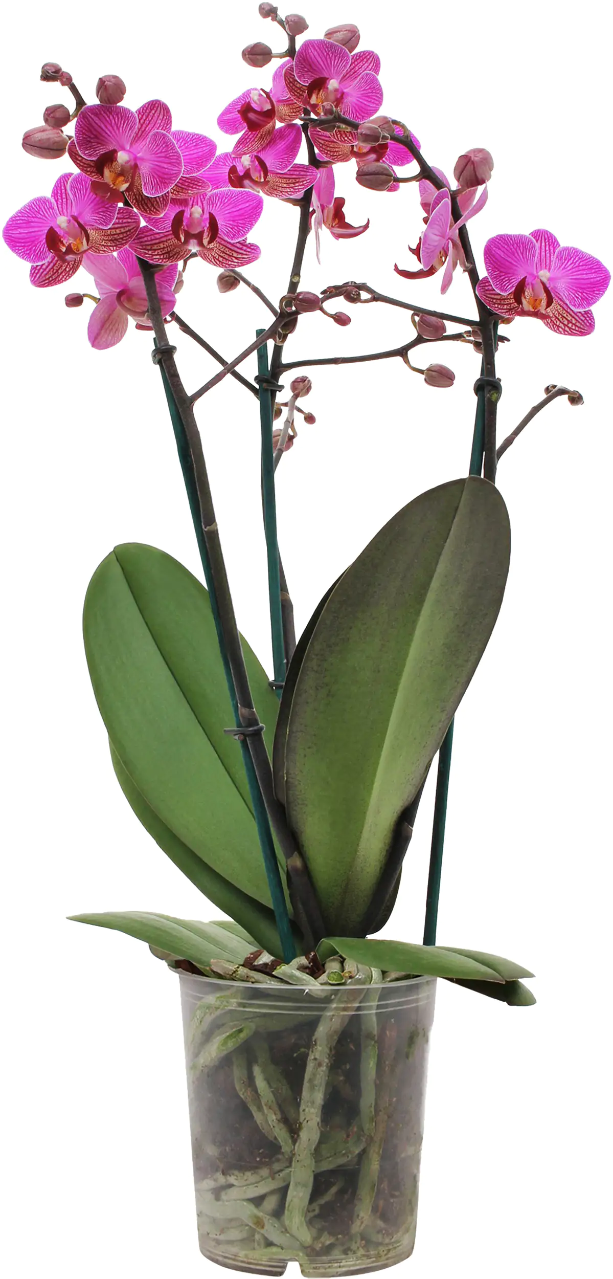 Orchidee Phalaenopsis Multiflora 50 cm hoch, 12 cm Topf