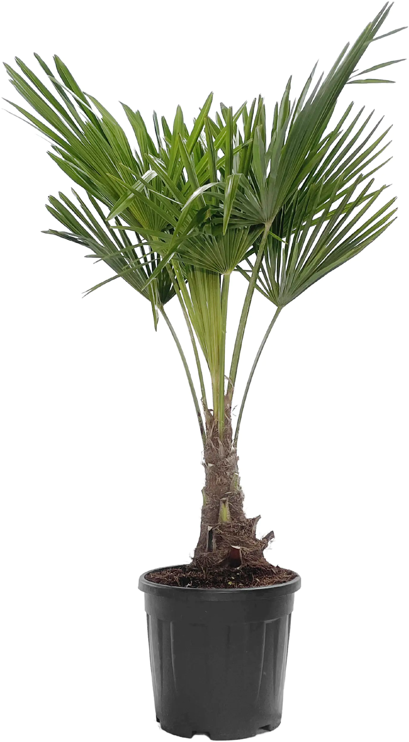 Chinesische Hanfpalme 30 cm Topf, ca. 125-140 cm hoch