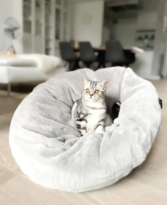 Lebon Katzenbett Bella Plüsch grau