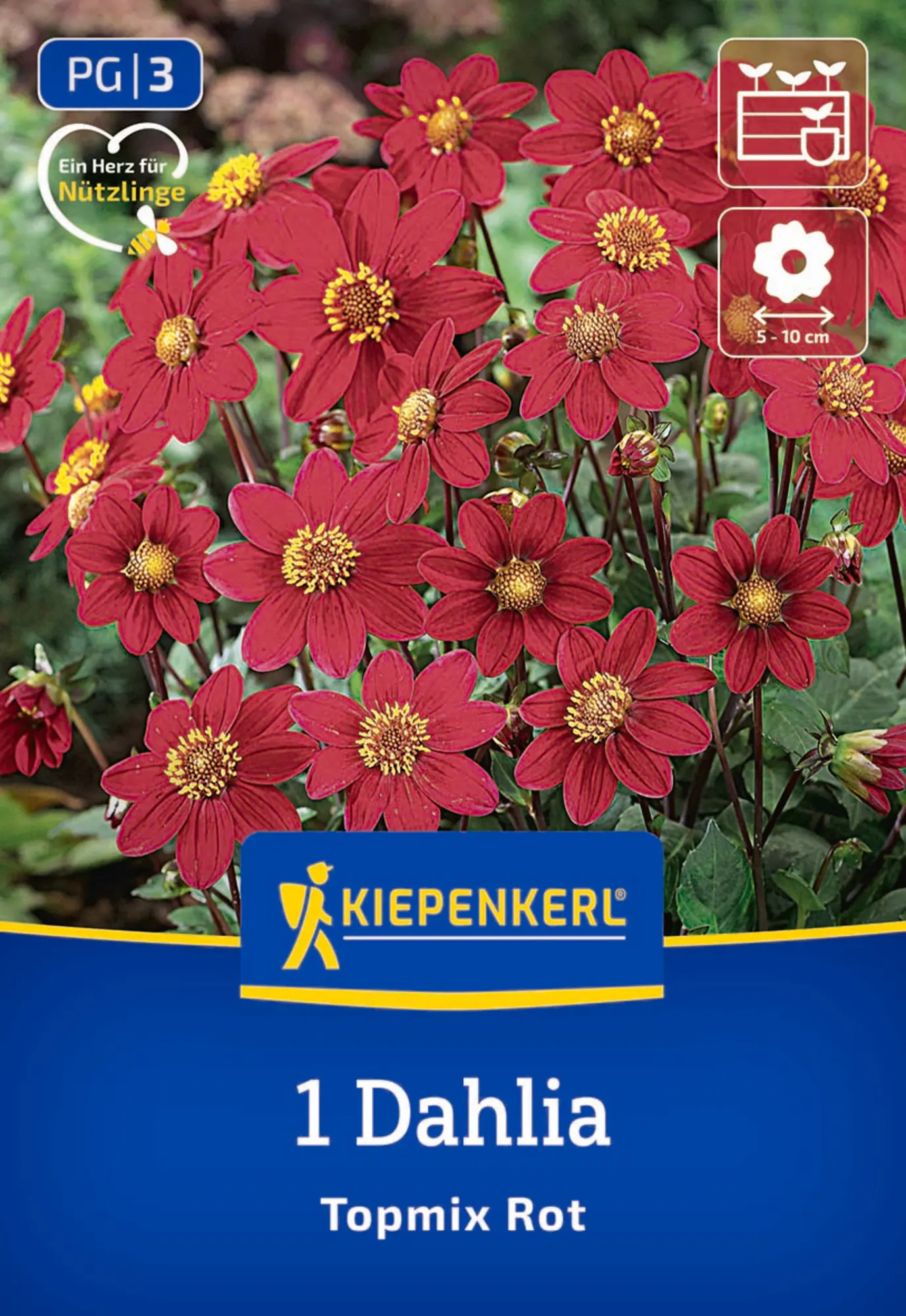 Kiepenkerl Frühjahrsblumenzwiebel Beet- & Topf-Dahlie Topmix Rot 1 Stück