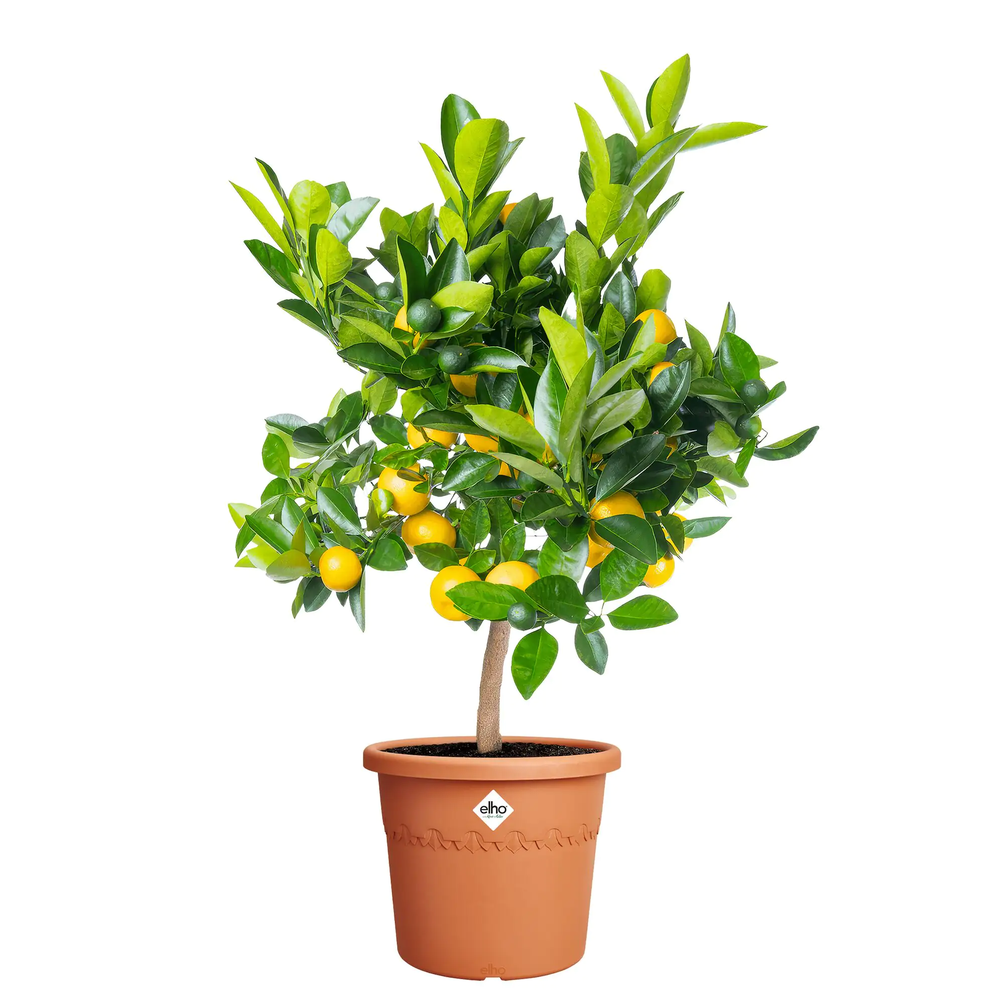 Elho Blumentopf Algarve Cilindro Ø 35 x 29 cm terra