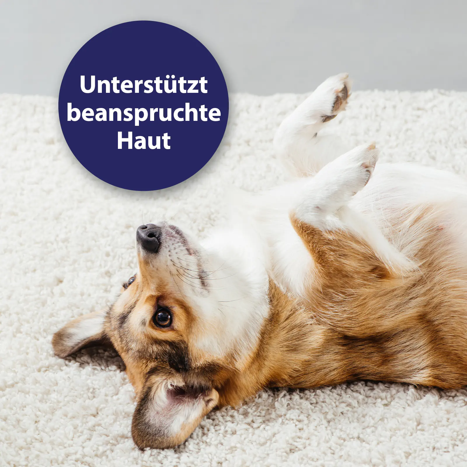 Canosept Mikro Silberspray für Hunde 75 ml 