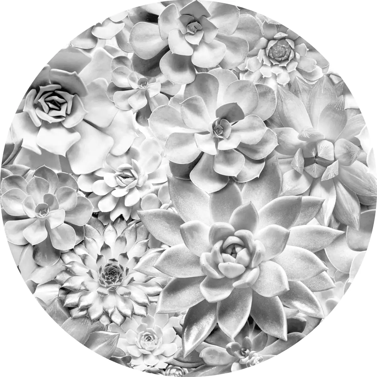 Komar Vlies Fototapete Dot Echeveria Ø 125 cm, selbstklebend