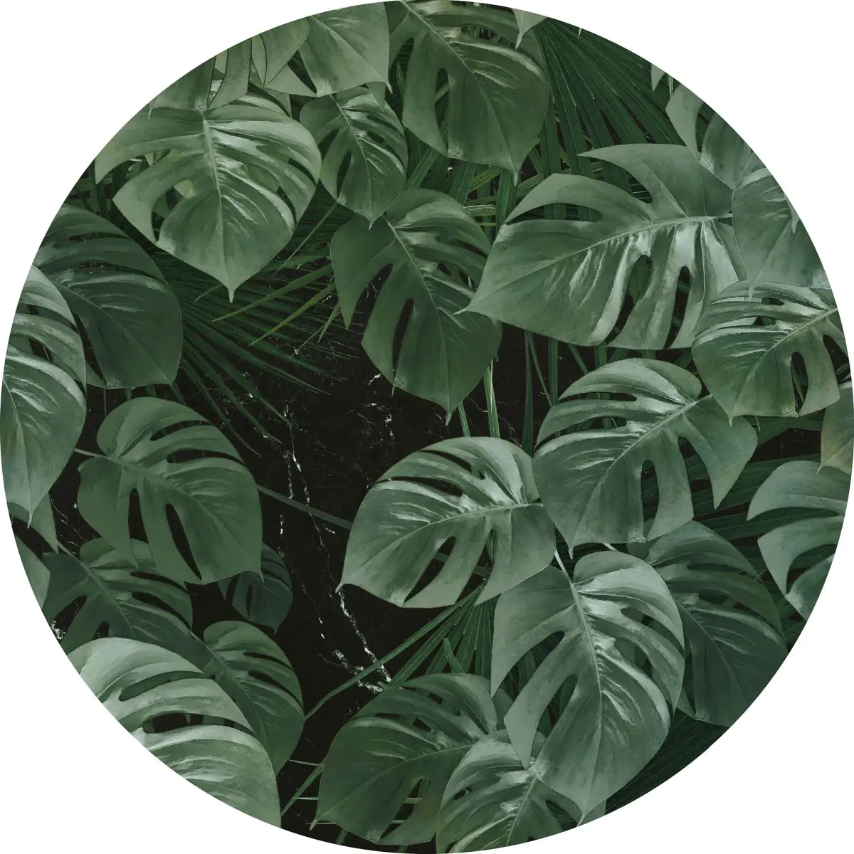 Komar Vlies Fototapete Dot Novel Monstera Ø 125 cm, selbstklebend