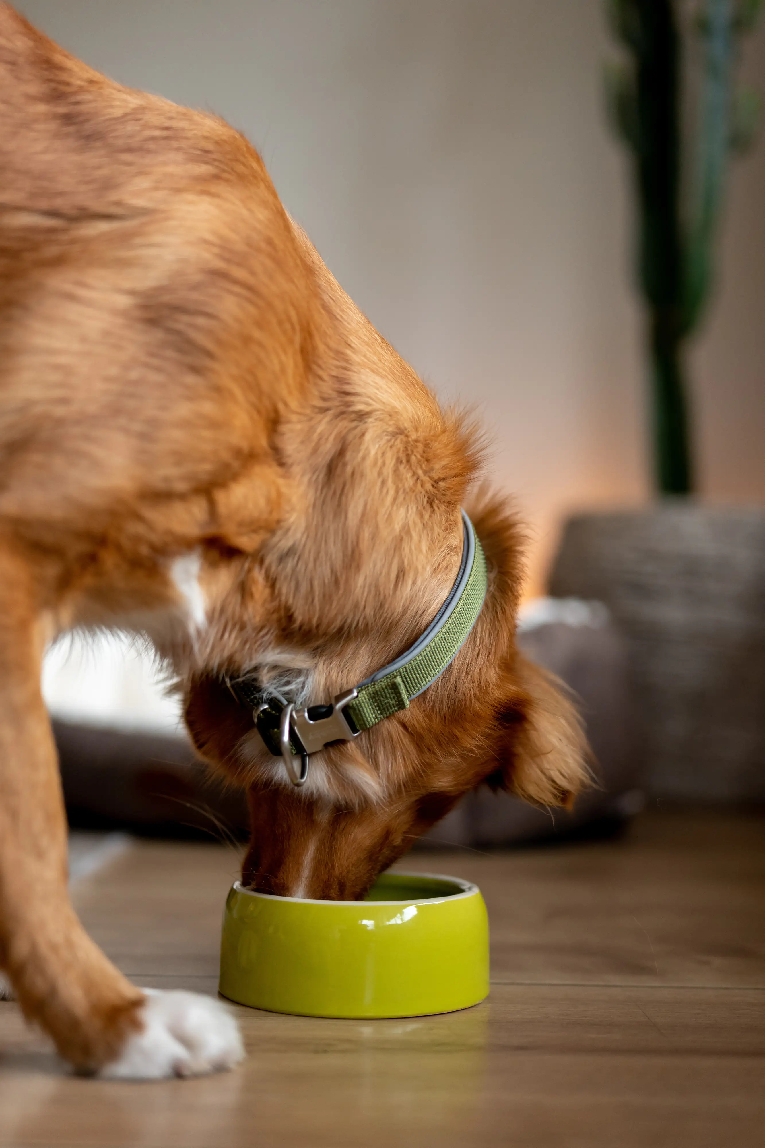 Nobby Keramik Futtertrog 500 ml grün für Hunde