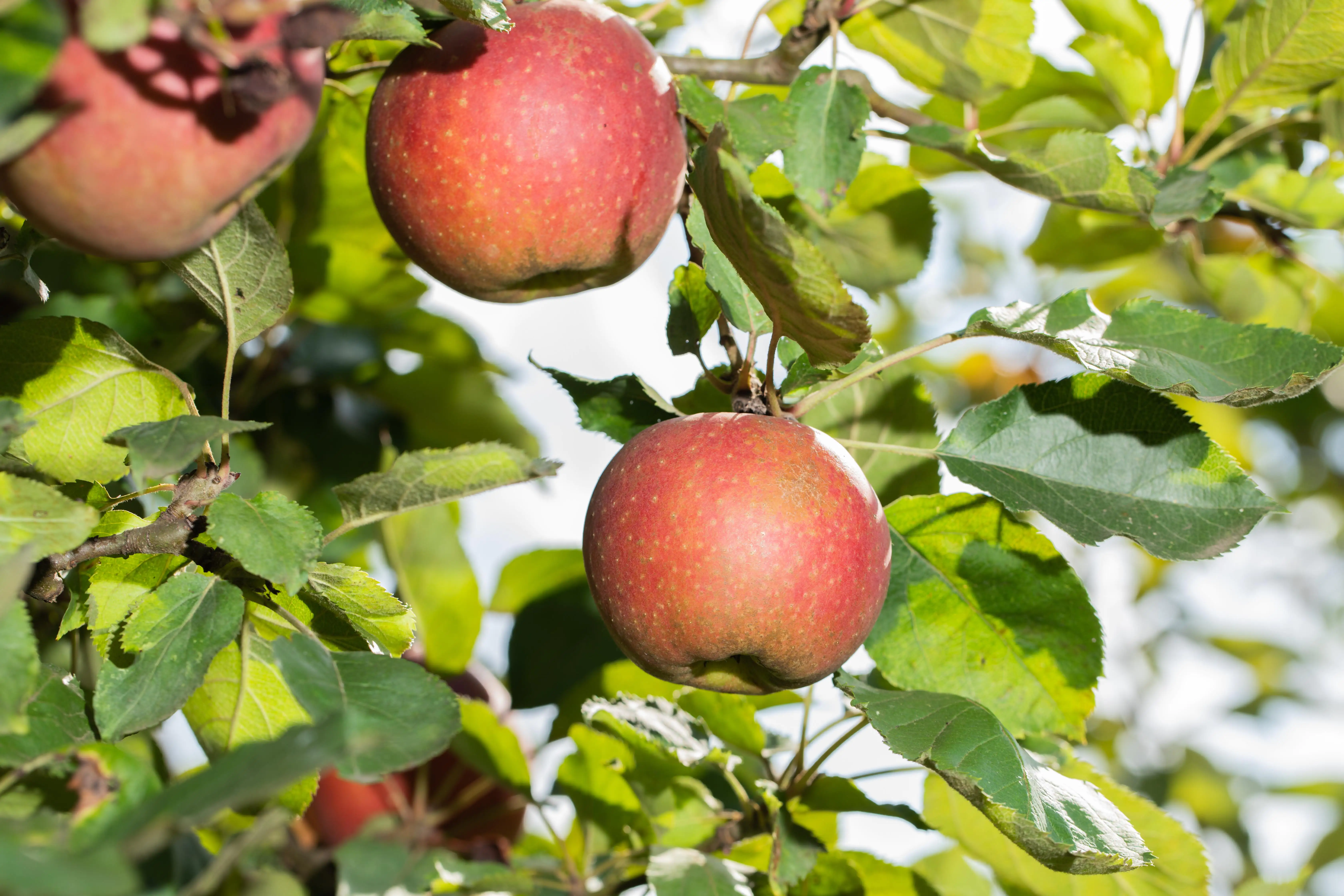 Obstbaum Apfel 5 Liter Container