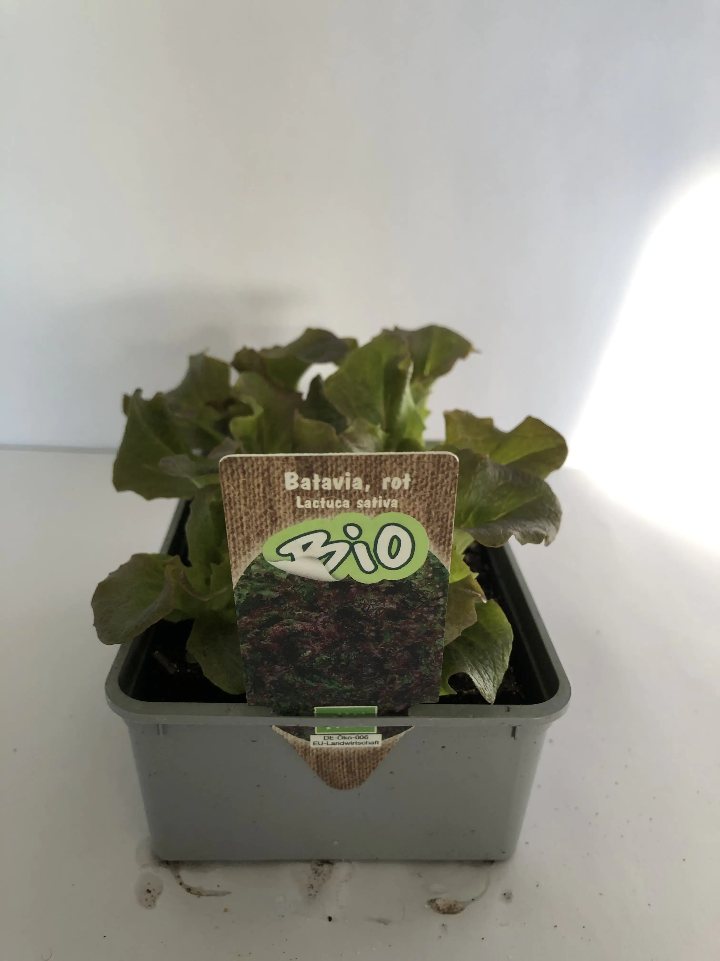 Bio Salat- und Gemüsesetzlinge Batavia rot Batavia lettuce 6er Schale