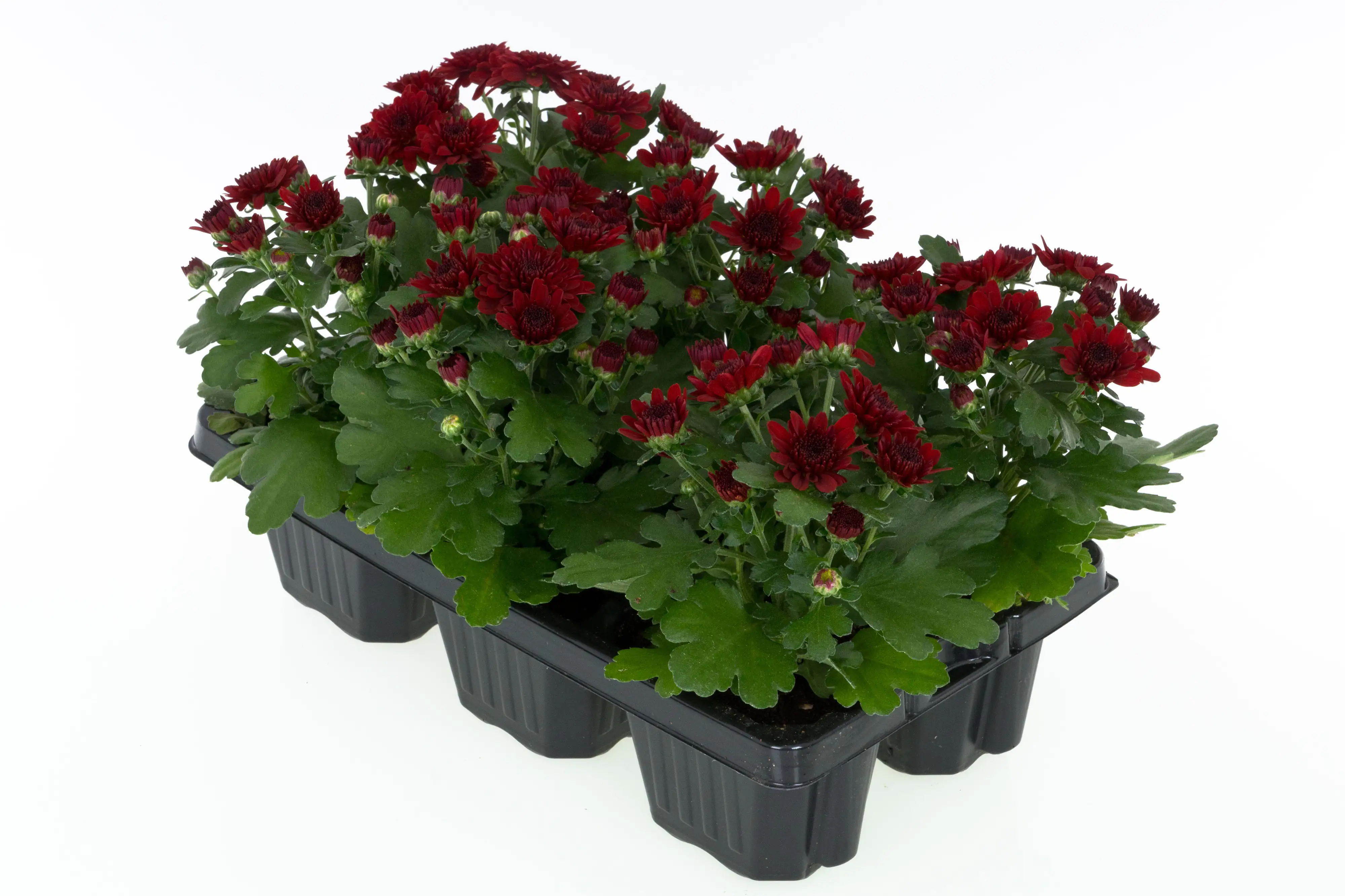 Chrysanrheme Garden Mum Chrysanthemum 6-Pack 