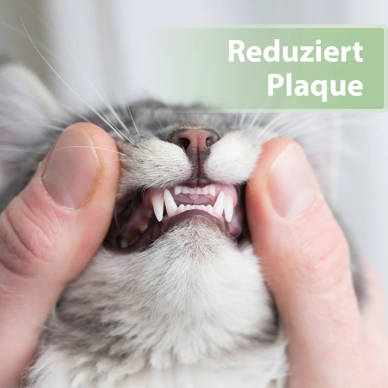Felisept Zahnpflege Pads für Katzen 50 Stück