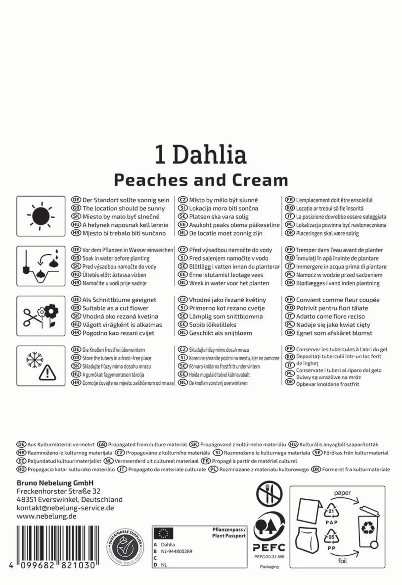 Kiepenkerl Frühjahrsblumenzwiebel Dekorative Dahlie Peaches and Cream 1 Stück