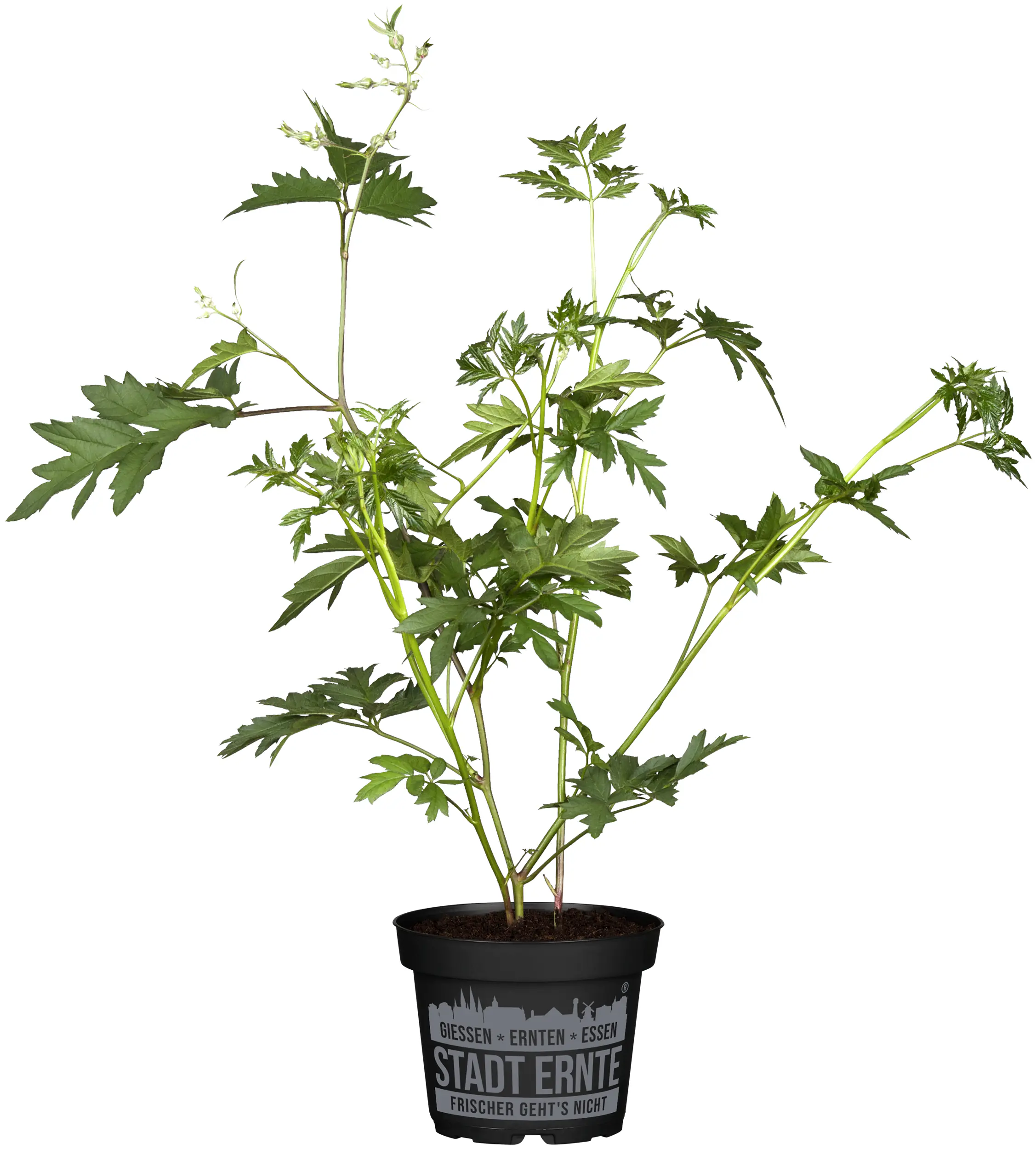 Stadt Ernte Bio Süßblatthimbeere Rubus 2 L Container