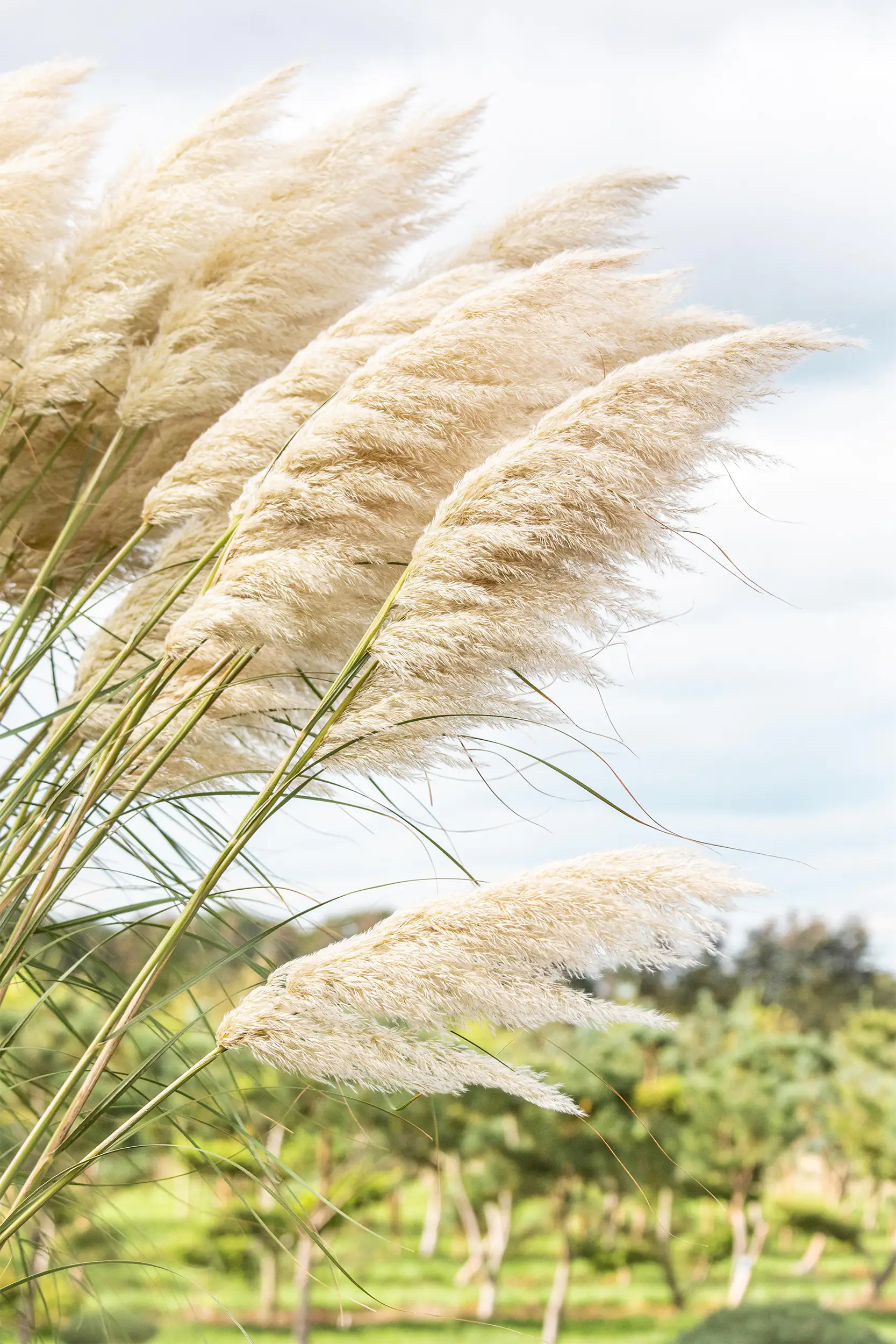 Pampasgras Cortaderia selloana Pumila H 80-120 cm 5 Liter Container