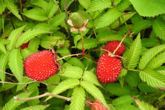 Stadt Ernte Bio Erdbeer-Himbeere Rubus illebrocus 2 L Container