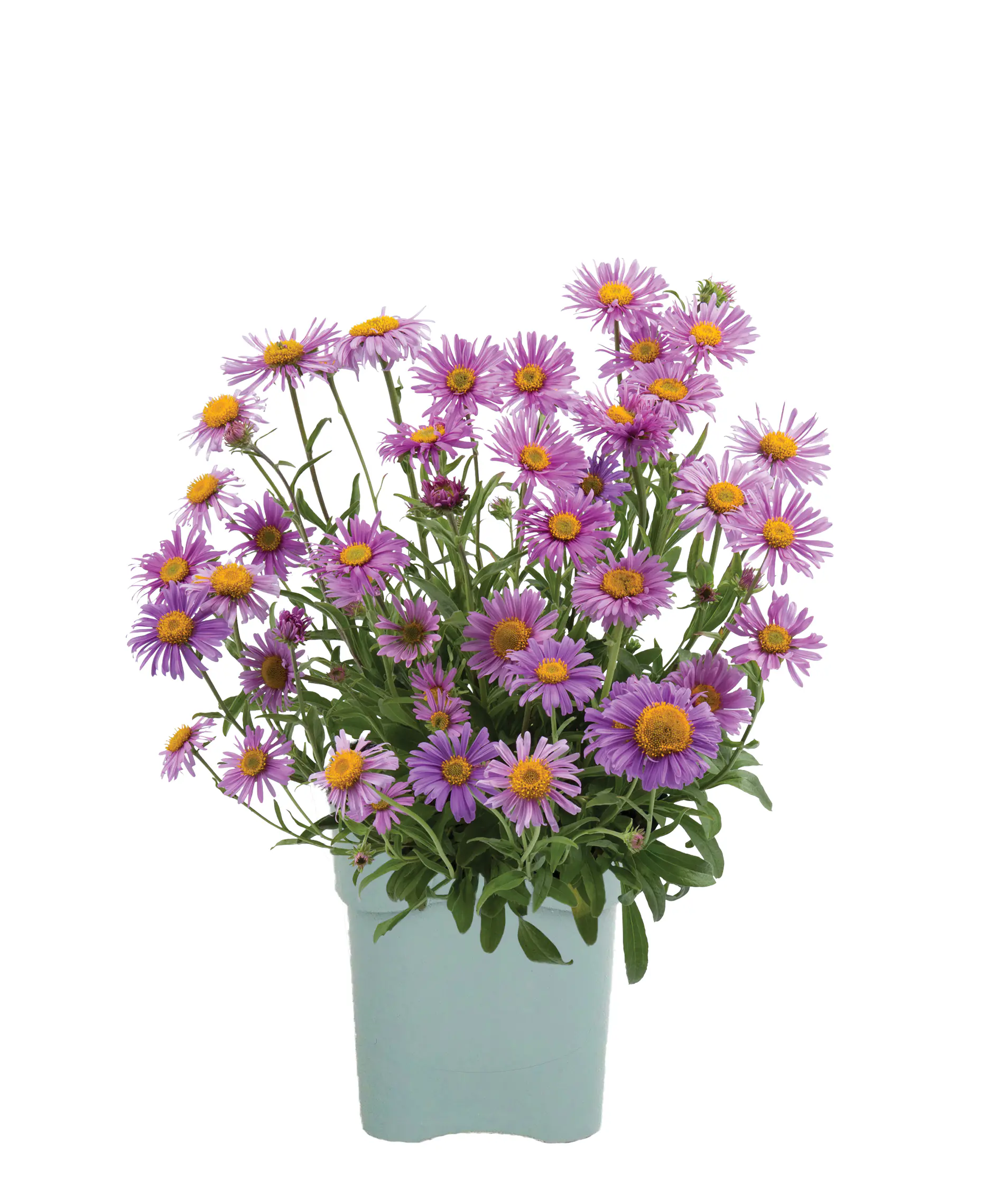 Stauden-Mix "Bauern-Garten" 15 cm Topf
