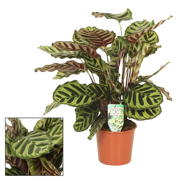 HAMIPLANT Korbmarante Calathea im 17 cm Topf