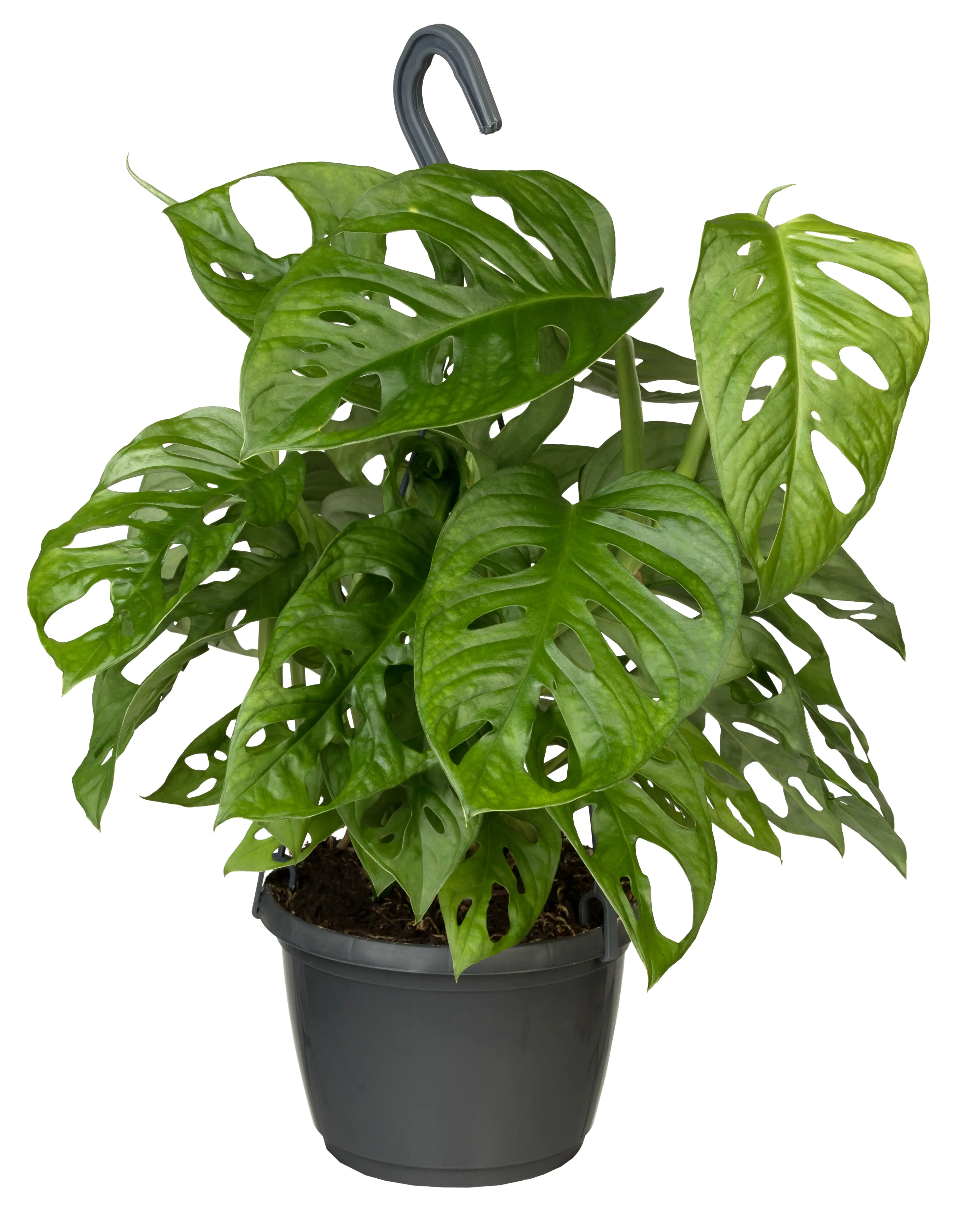 Fensterblatt Monstera obliqua Ampel Monkey Leaf H ca. 35 cm 15 cm Topf 