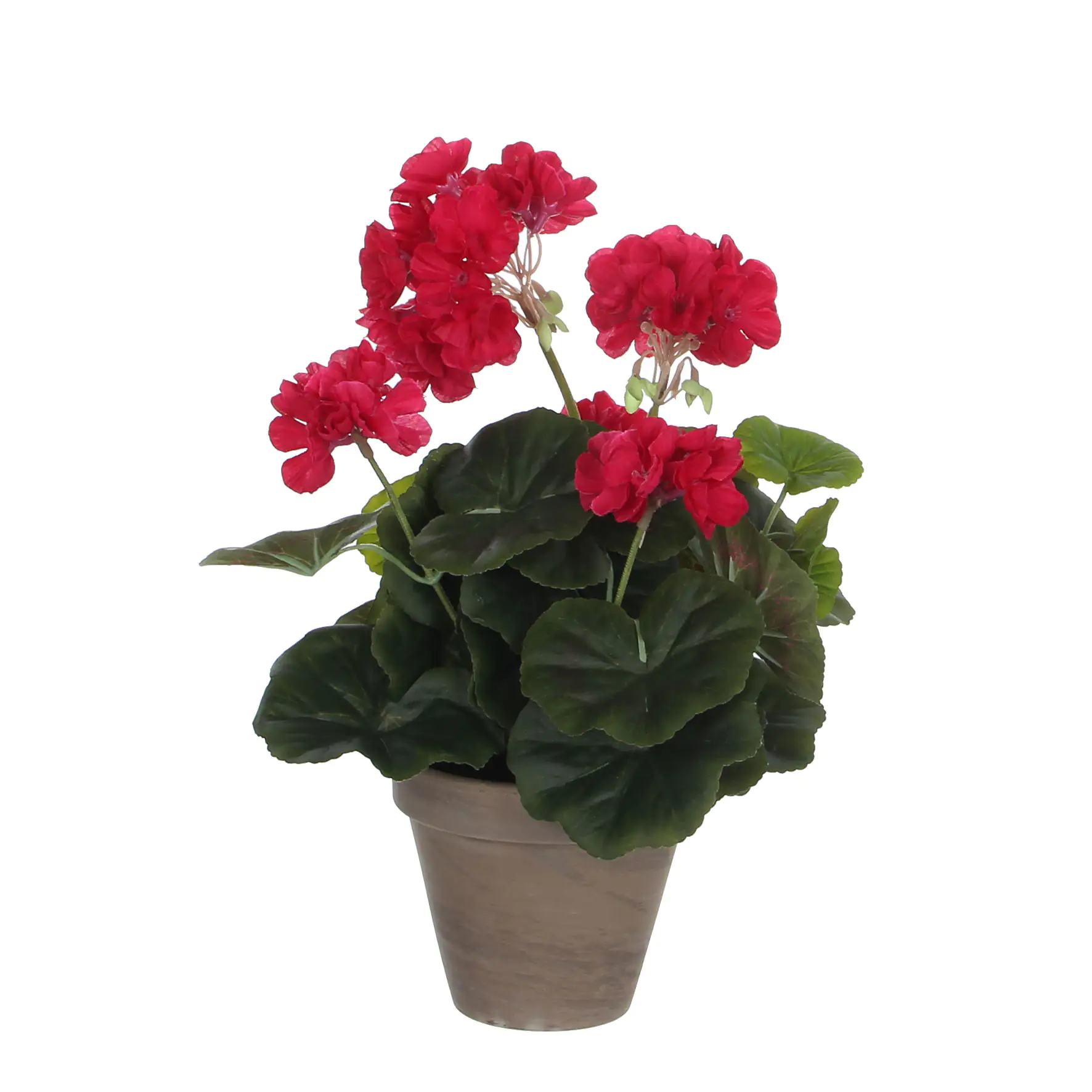 Mica Geranium im Topf dunkelrosa, 34 x 20 cm
