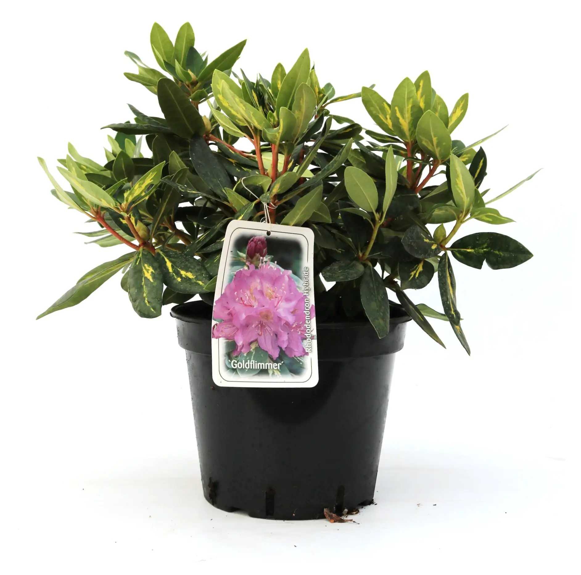 Rhododendron Goldflimmer 5 l Container